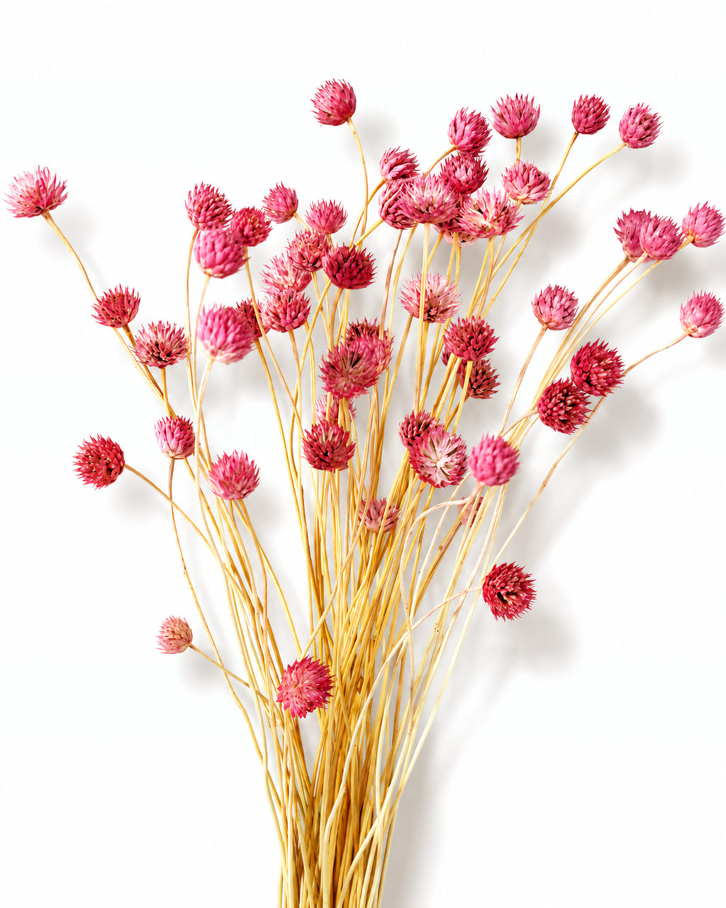 Detailed view of bright pink dried Cephalaria button flowers showing texture on a light surface.
