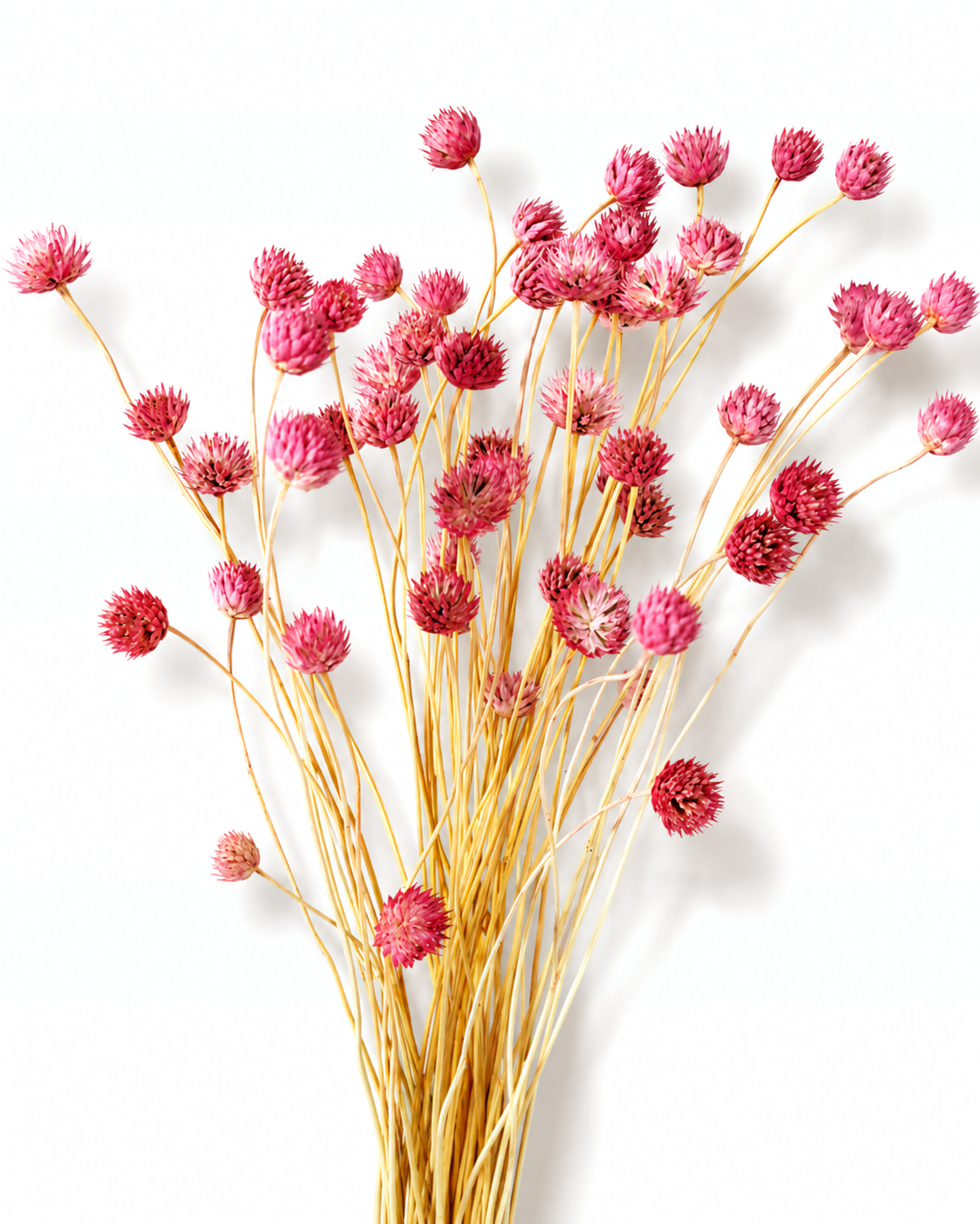 Detailed view of bright pink dried Cephalaria button flowers showing texture on a light surface.
