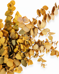 Preserved Ochre Eucalyptus Stuartiana Stems - Warm Autumn Foliage Bunch