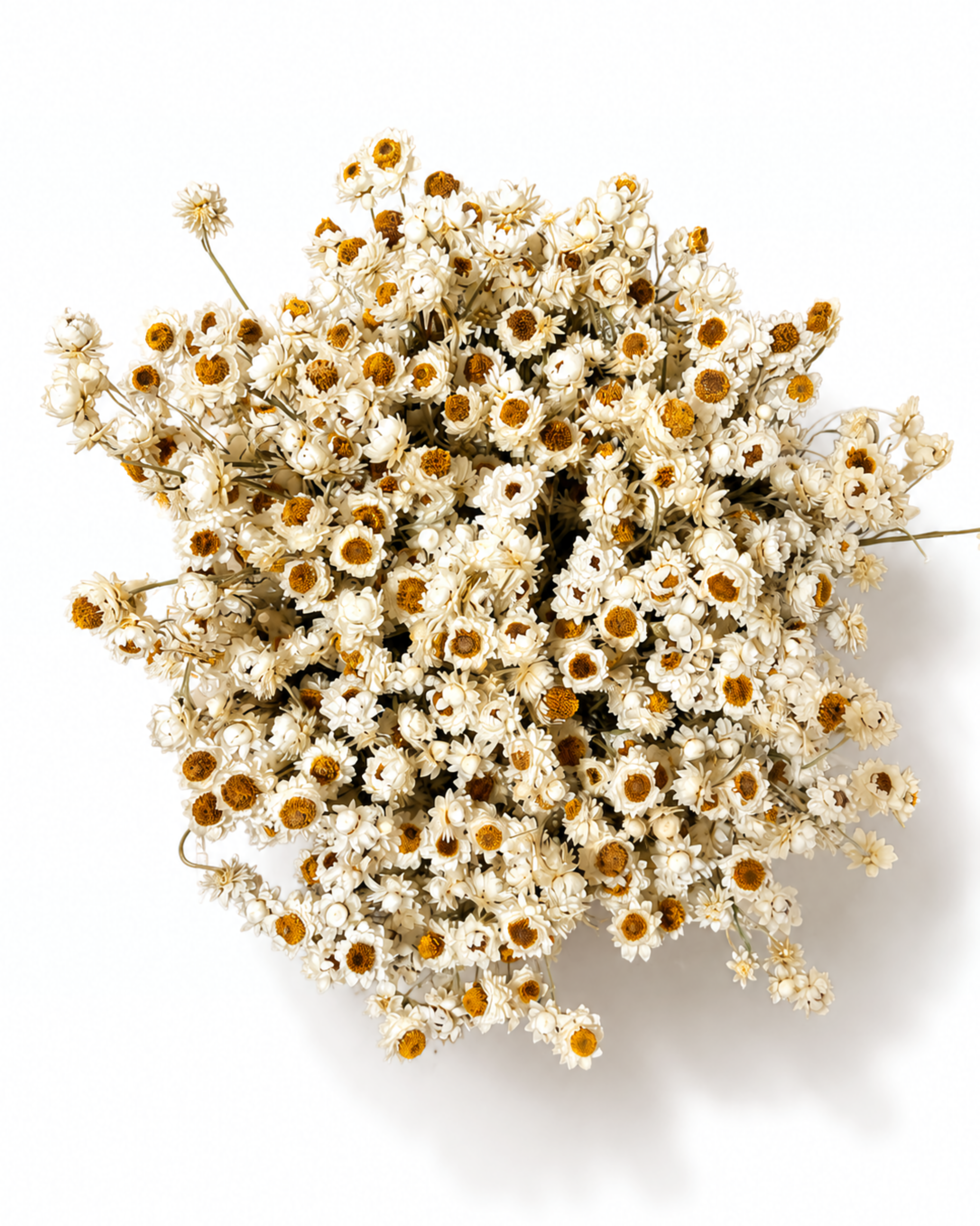 Top-down view of a dense, round arrangement of white ammobium flowers in a natural woven basket.
