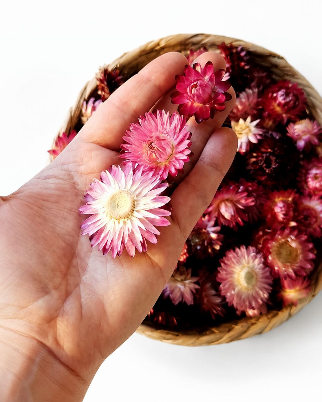 Pink Red Dried Strawflower Heads Helichrysum