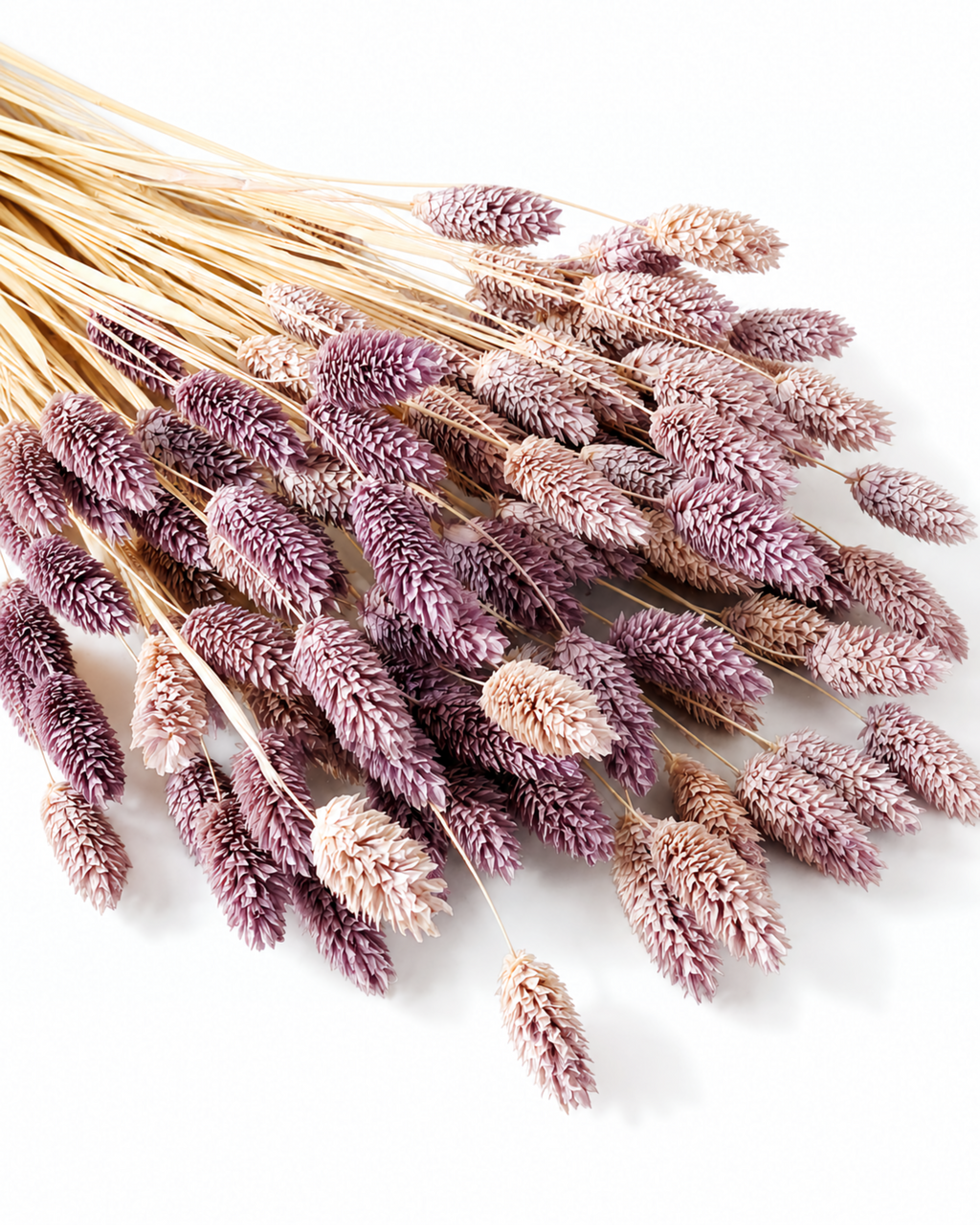A 50-stem bundle of soft purple dried Canary Grass laid diagonally on a clean background.

