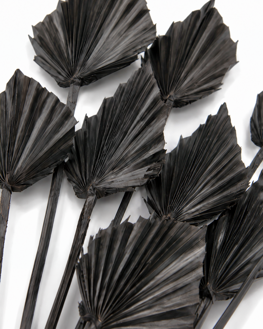 Black Dried Palm Spear Leaves