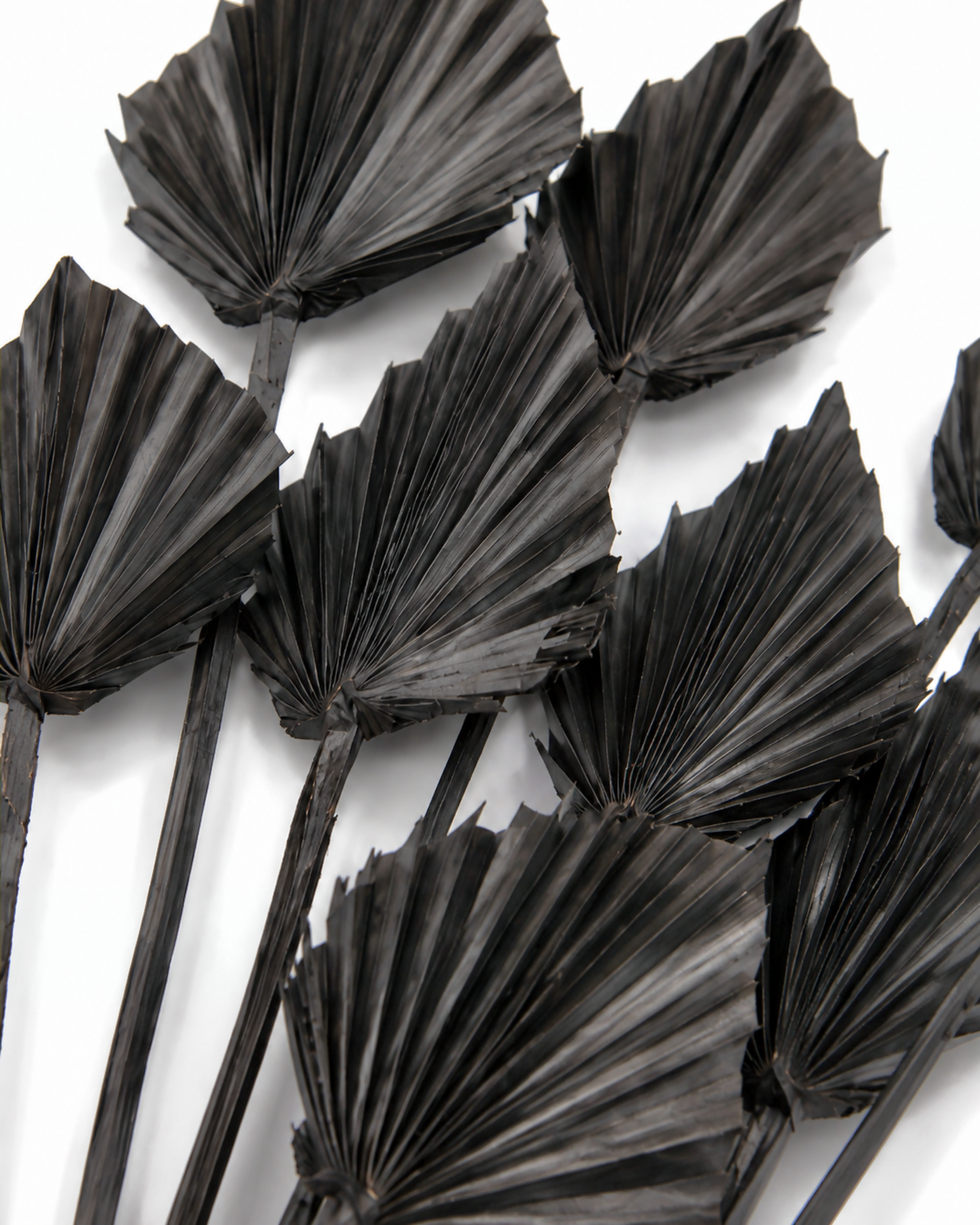 Black Dried Palm Spear Leaves