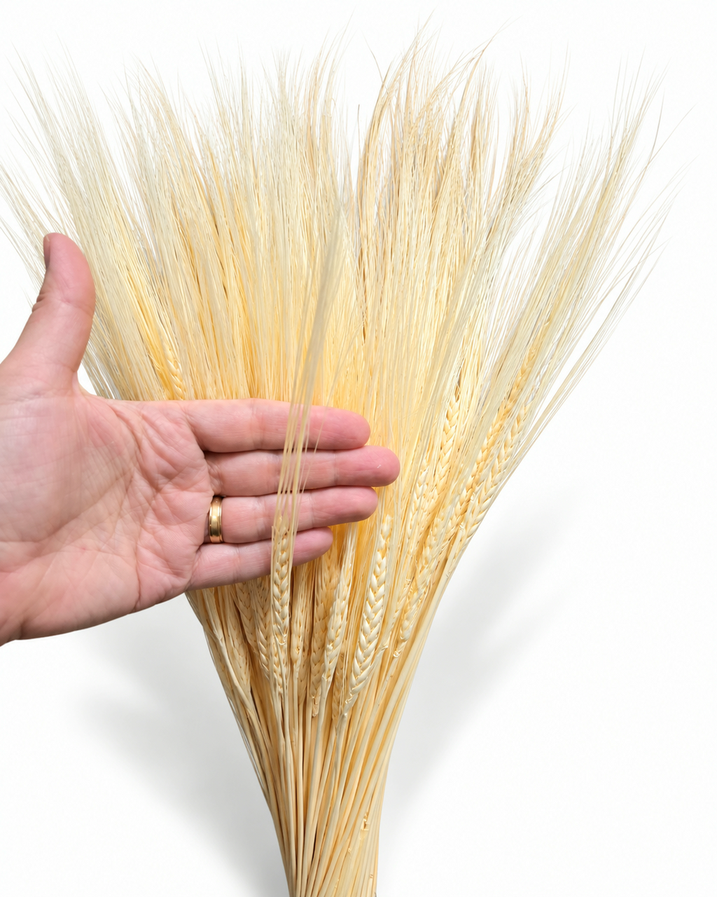 Dried Cream Bleached Barley Stems 25 Stems - Natural Wheat 50-55cm