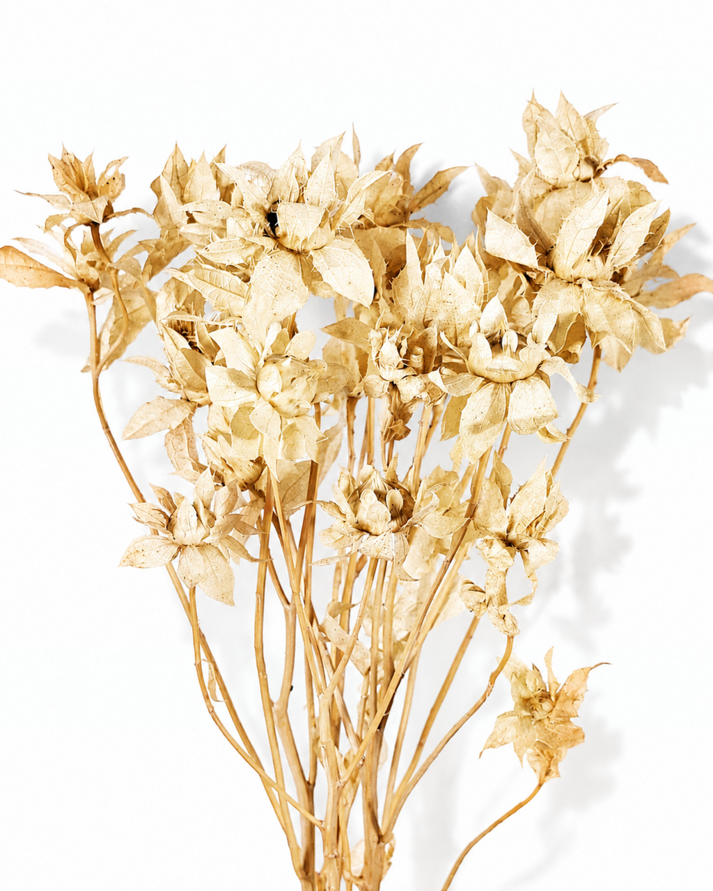 Stabilized Saffron Stems