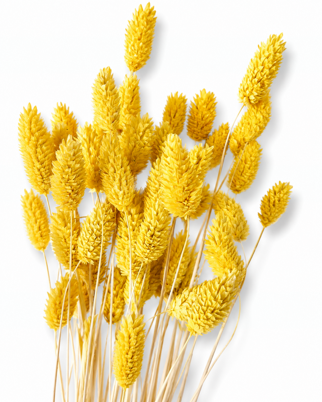 Preserved Bright Yellow Phalaris Stems - Canary Grass