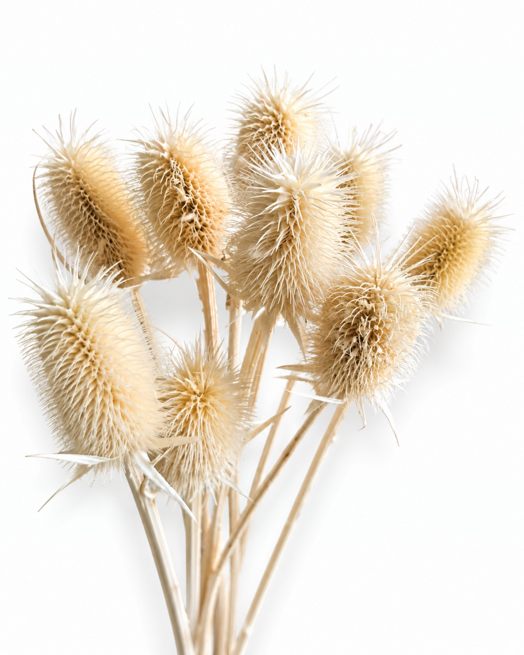 A uniform 10-stem bunch of natural dried Teasel stems with detailed spiky seed heads in warm beige and cream tones.
