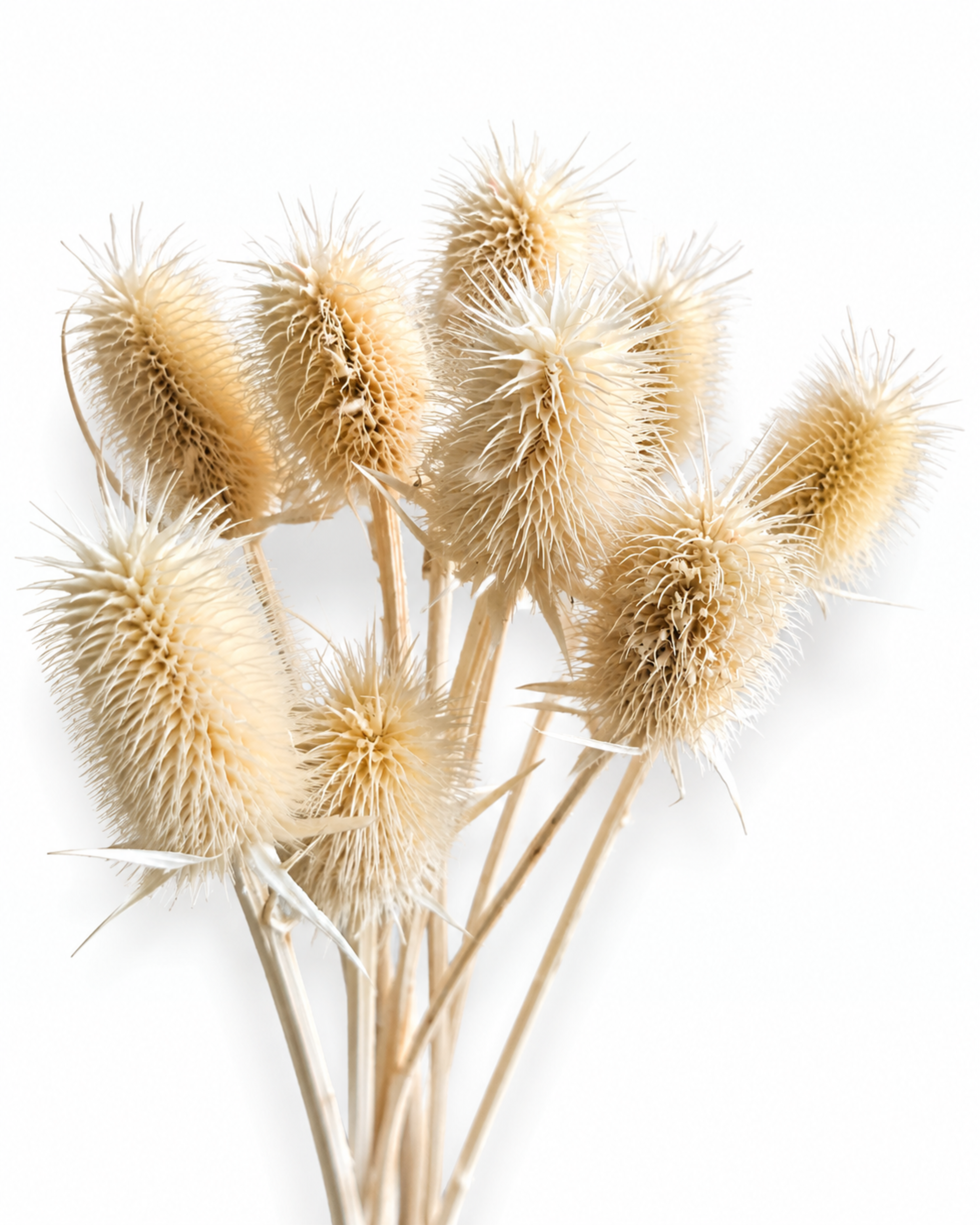 A uniform 10-stem bunch of natural dried Teasel stems with detailed spiky seed heads in warm beige and cream tones.
