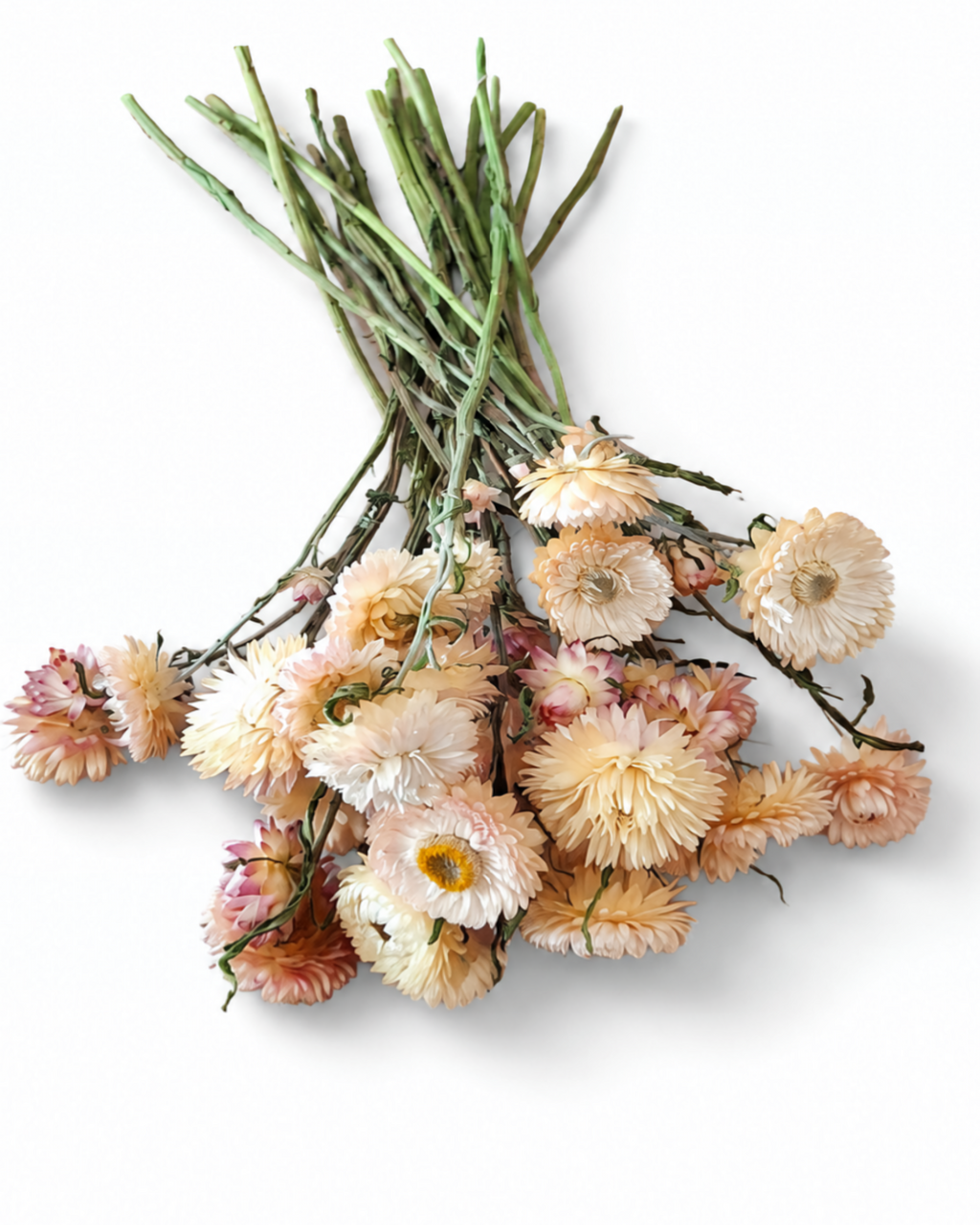 Naturally air-dried peach and pink Helichrysum flower stems, 20-25 pieces bundle, 30-35cm length for modern home styling.
