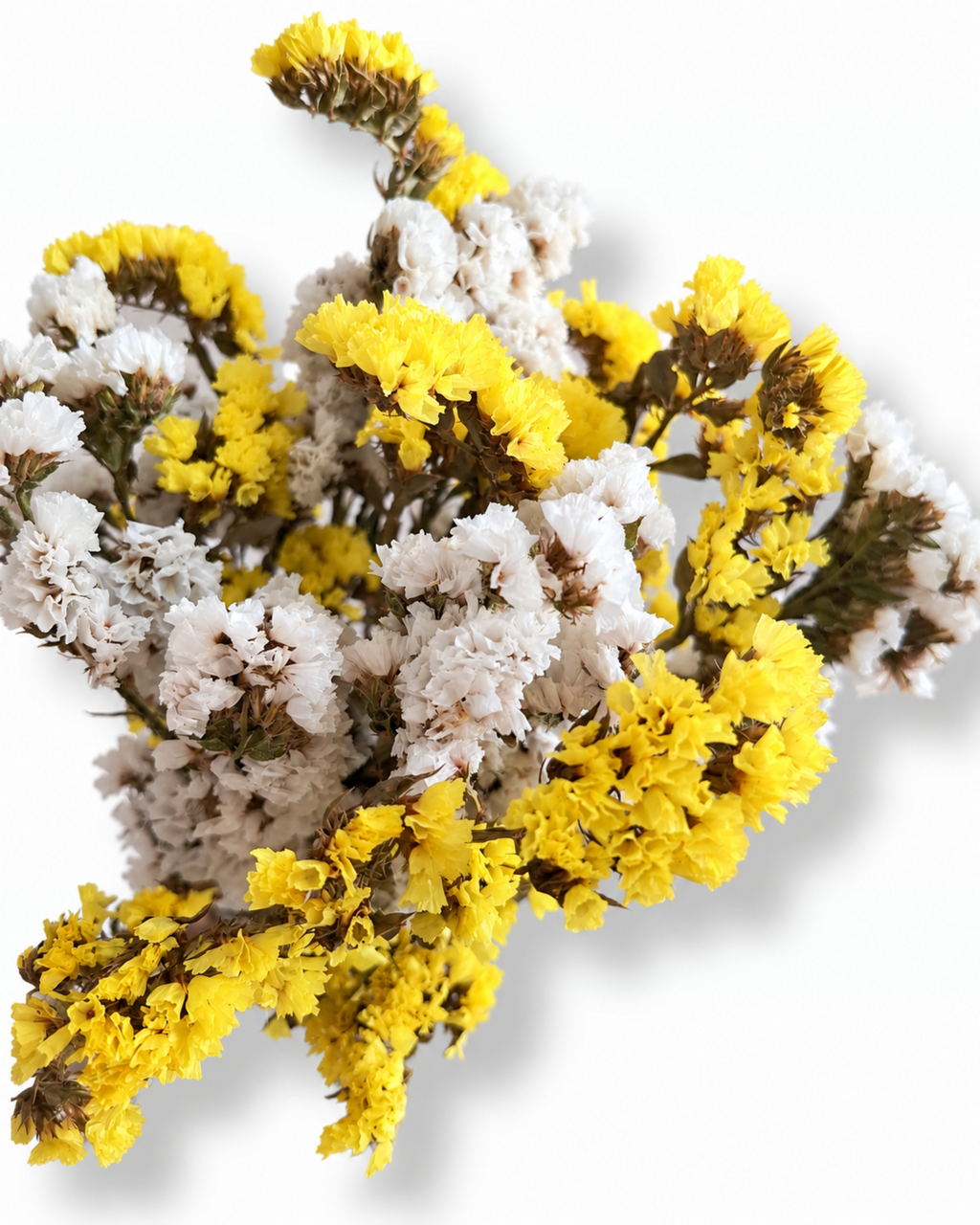 Dried Statice Bunch 100g - Yellow White Limonium Botanicals