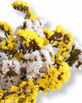 Dried Statice Bunch - Yellow White Limonium Botanicals - 45-50cm Premium Limonium Bunch (100g)