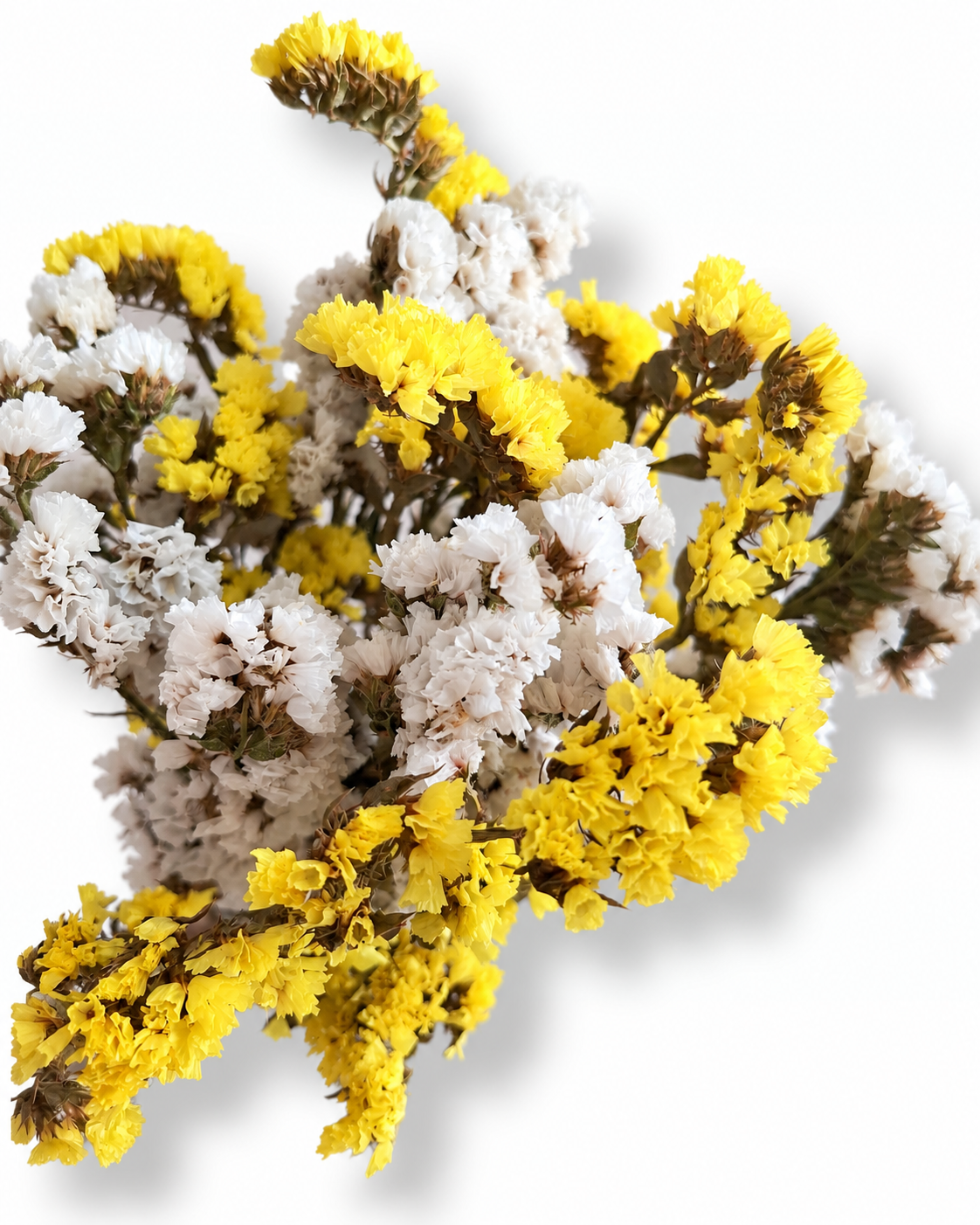 Dried Statice Bunch 100g - Yellow White Limonium Botanicals
