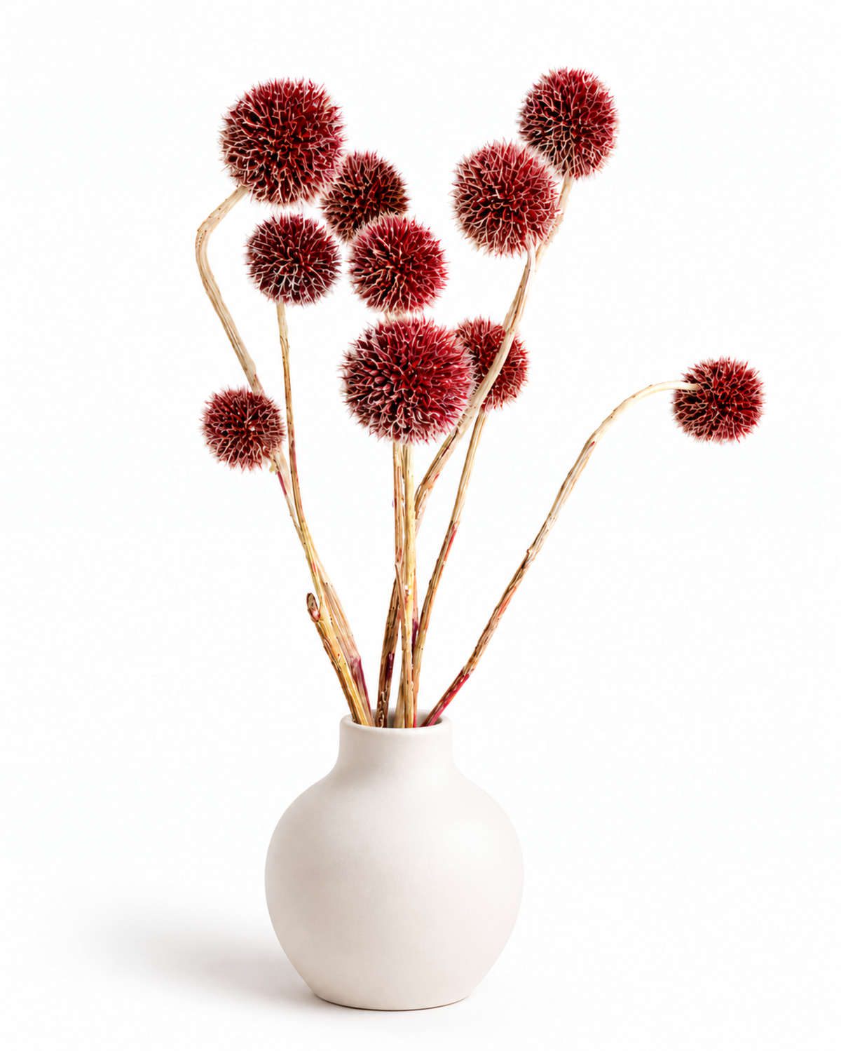 Echinops Borgonha Seco 10 Hastes - Ramo de Flores Cardo-de-globo