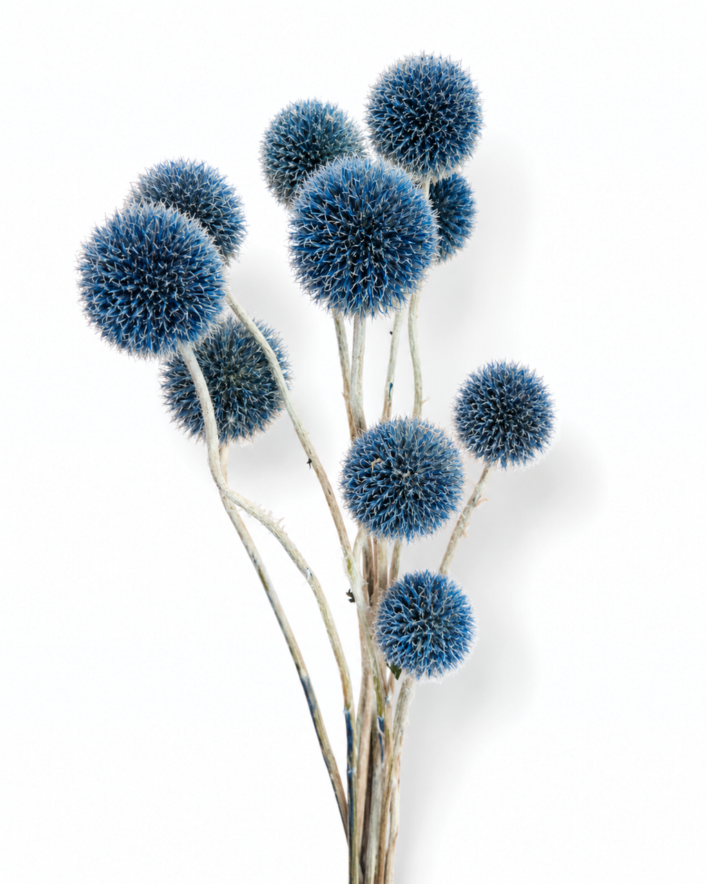 Bunch of dried blue Echinops stems with round flower heads isolated on white background.
