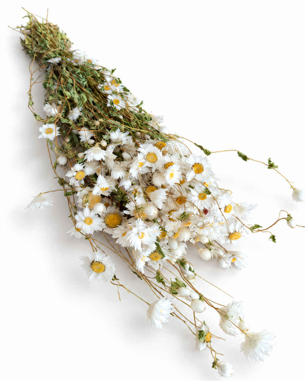 Dried White Rodanthe Daisy Stems - Natural Dried Daisy Flowers Bunch 90-100g
