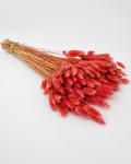 Cranberry
Bunny Tail Grass