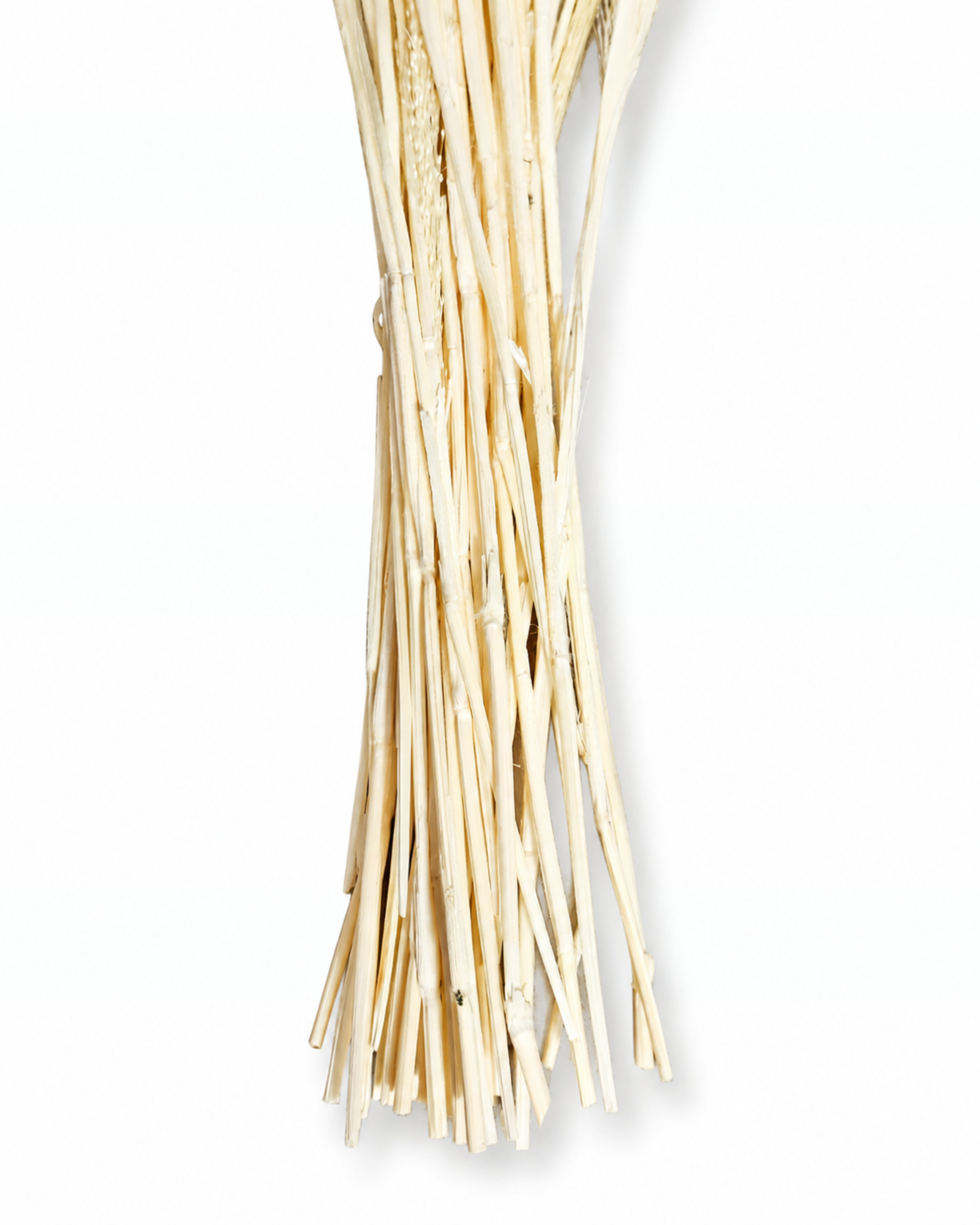 Bleached Panicum Stems