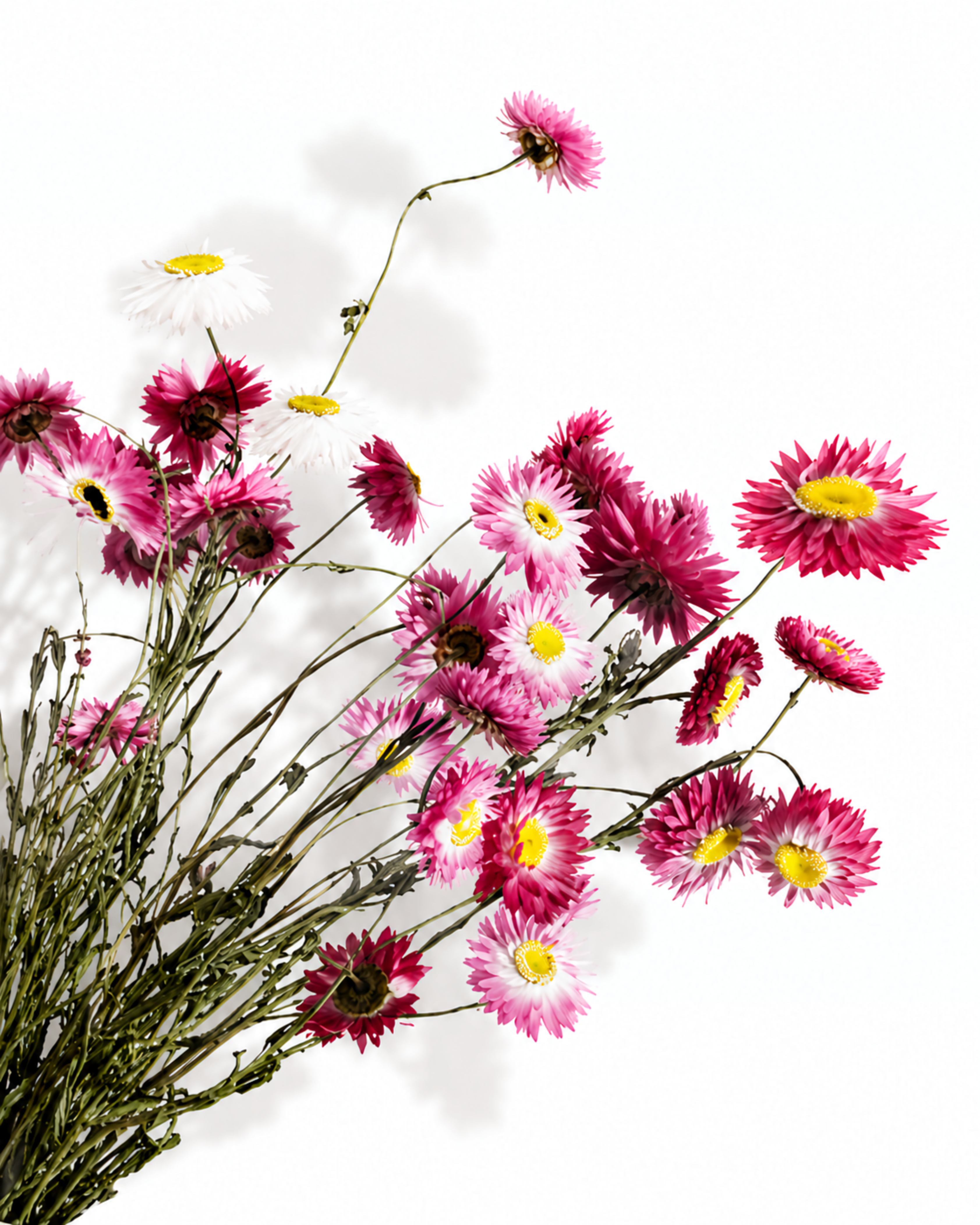 Side view of a 35-stem bundle of bright pink preserved Helichrysum flowers displaying sturdy stems.
