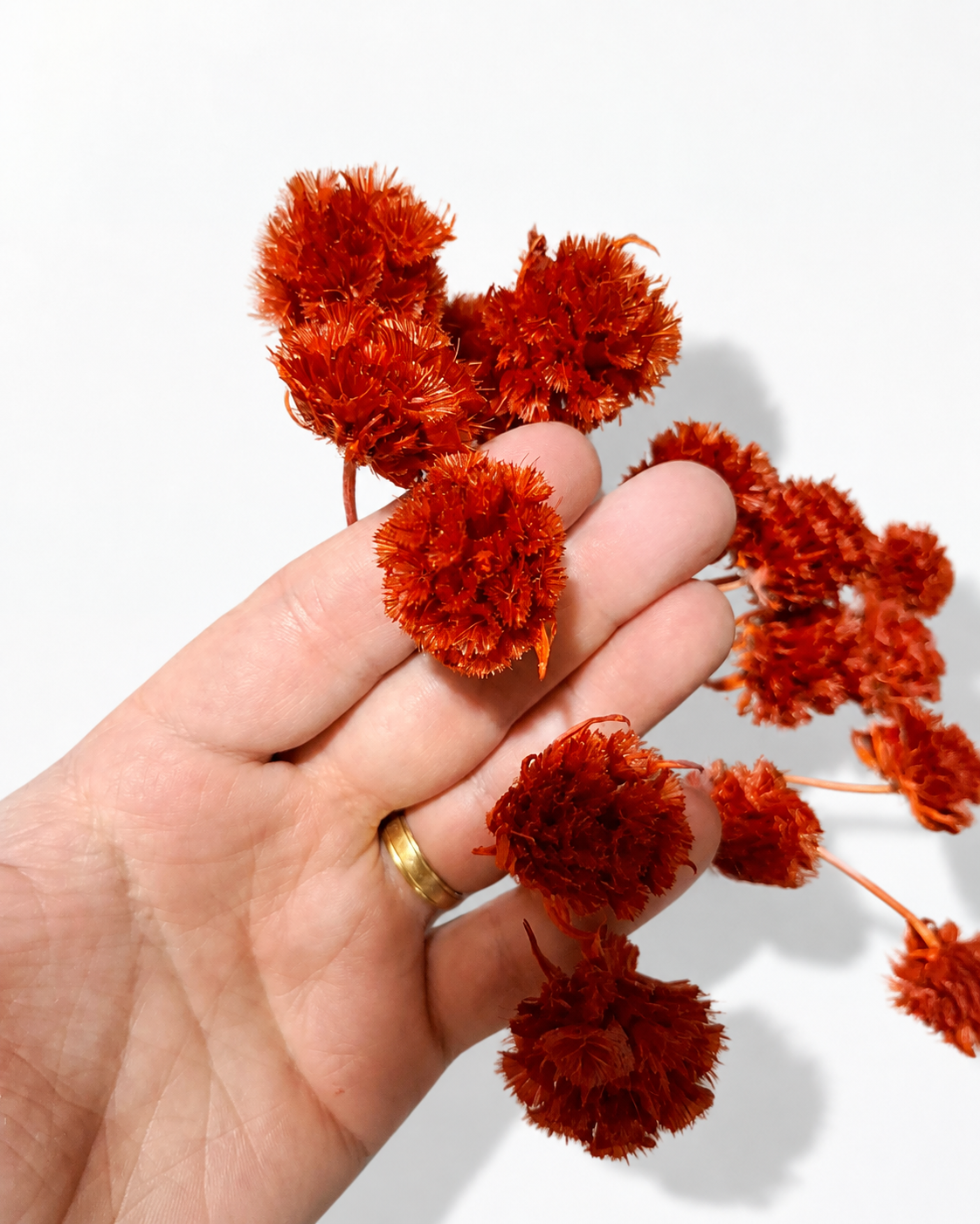 A hand holding several red stabilized scabiosa stems demonstrating small head sizes and stem details.
