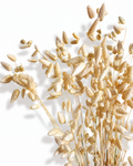 Wheat Color Briza Grass