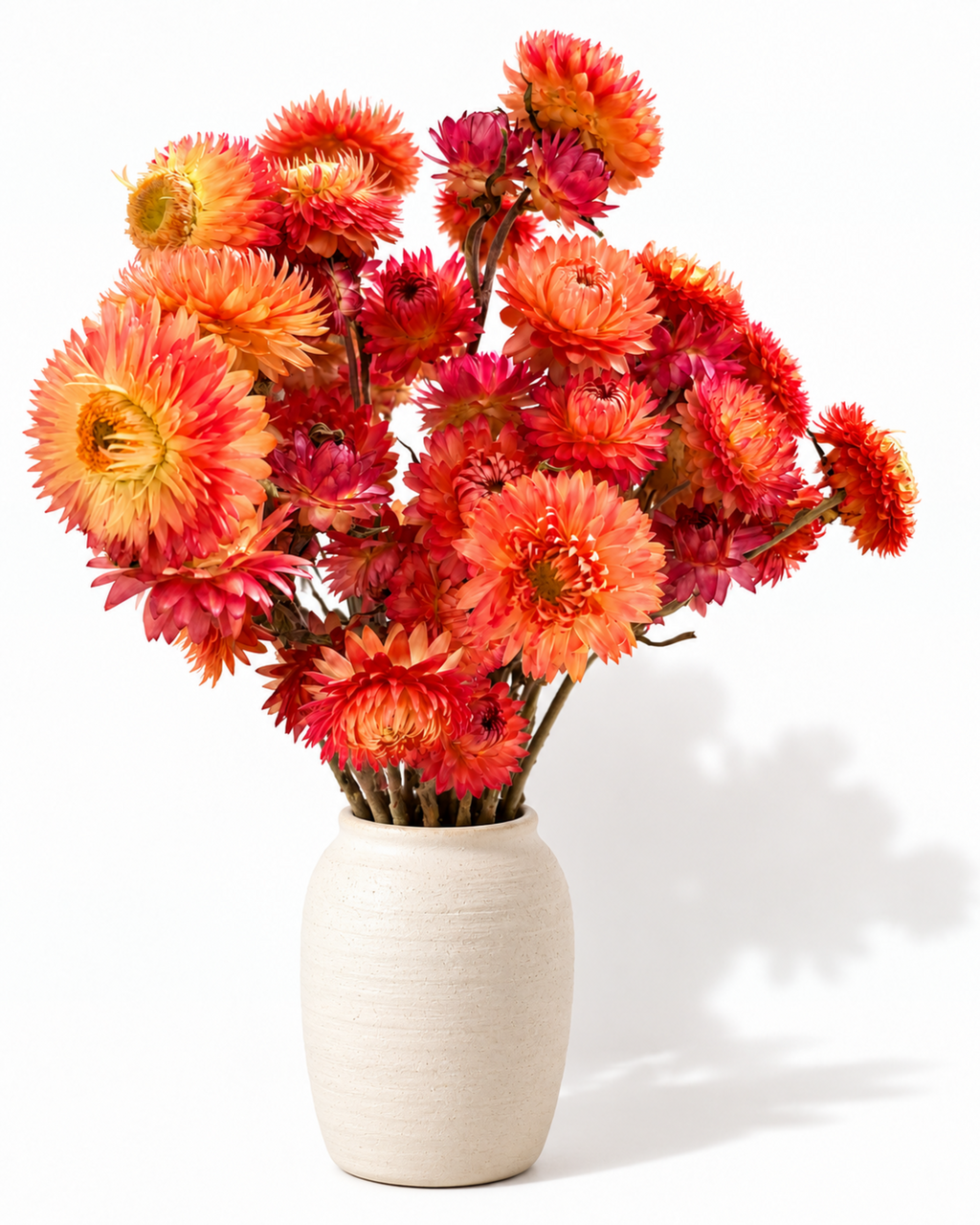 Helichrysum seco — Laranja terracota