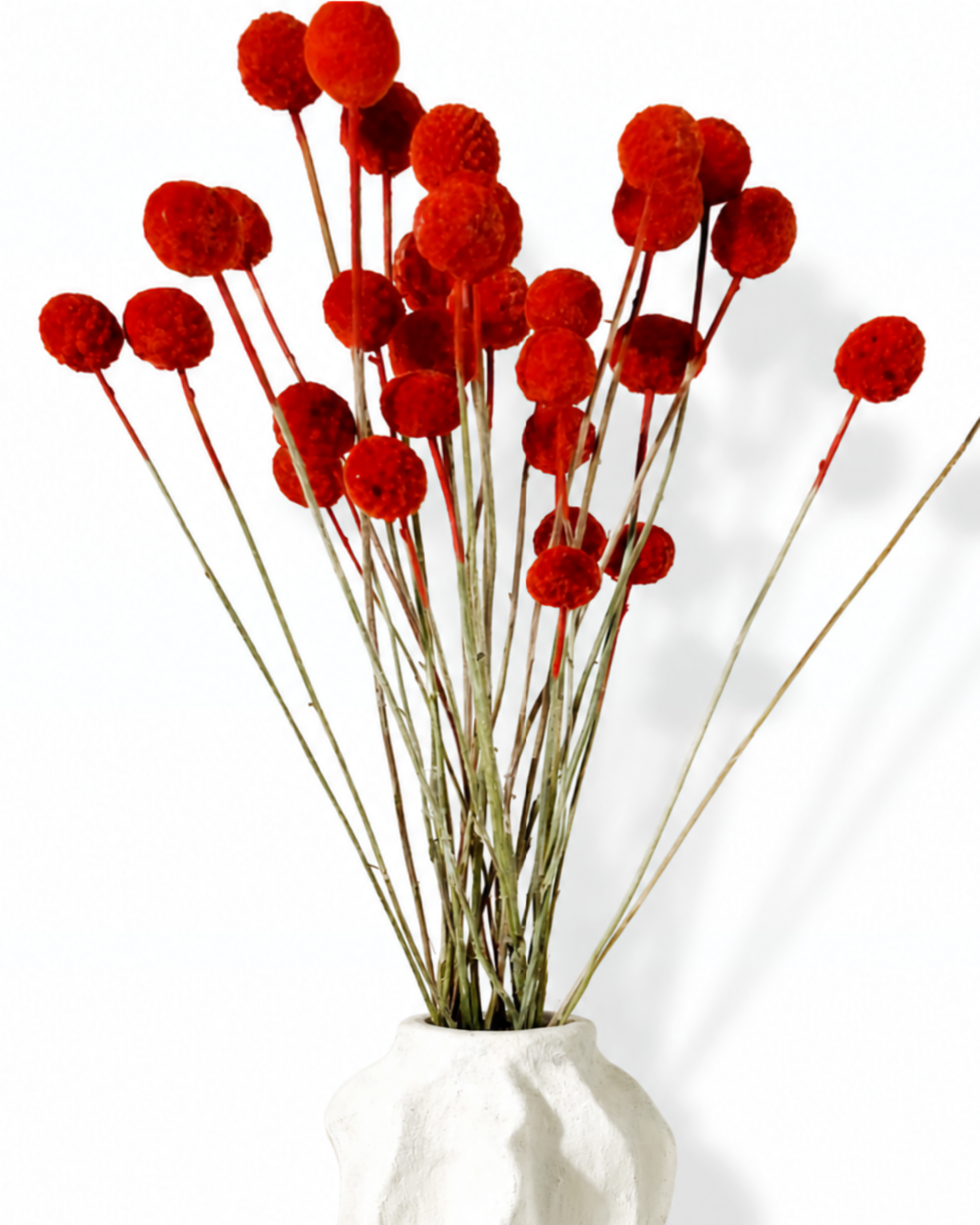 Vibrant scarlet craspedia dried stems leaning together displaying round heads and slender stems.
