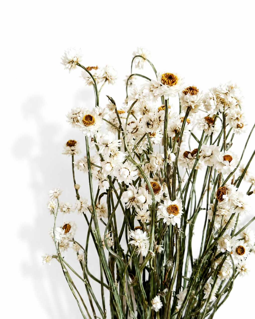 Close-up view of delicate white Ammobium blossoms with golden centers on natural stems.
