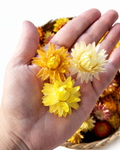 Yellow Dried Strawflower Heads