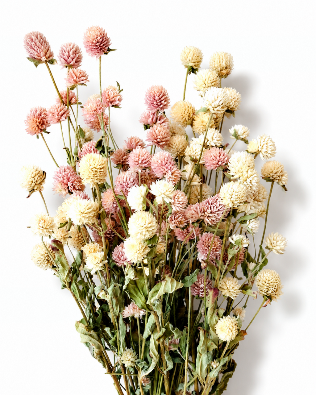 Top-down view of soft pink and ivory Gomphrena stems arranged on a white background.

