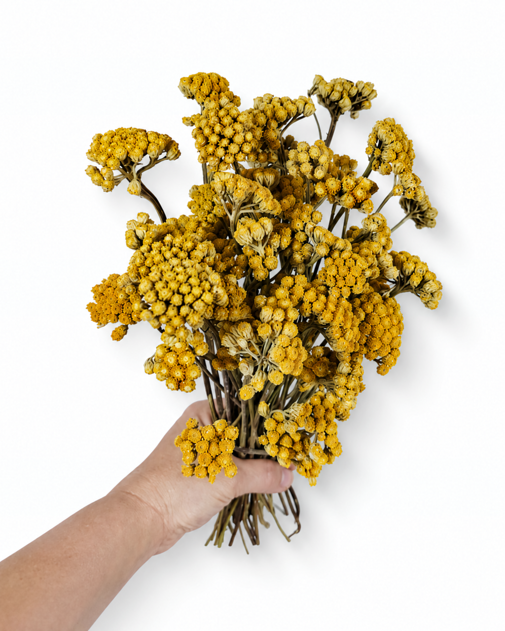 Yellow Lonas Inodora Flowers