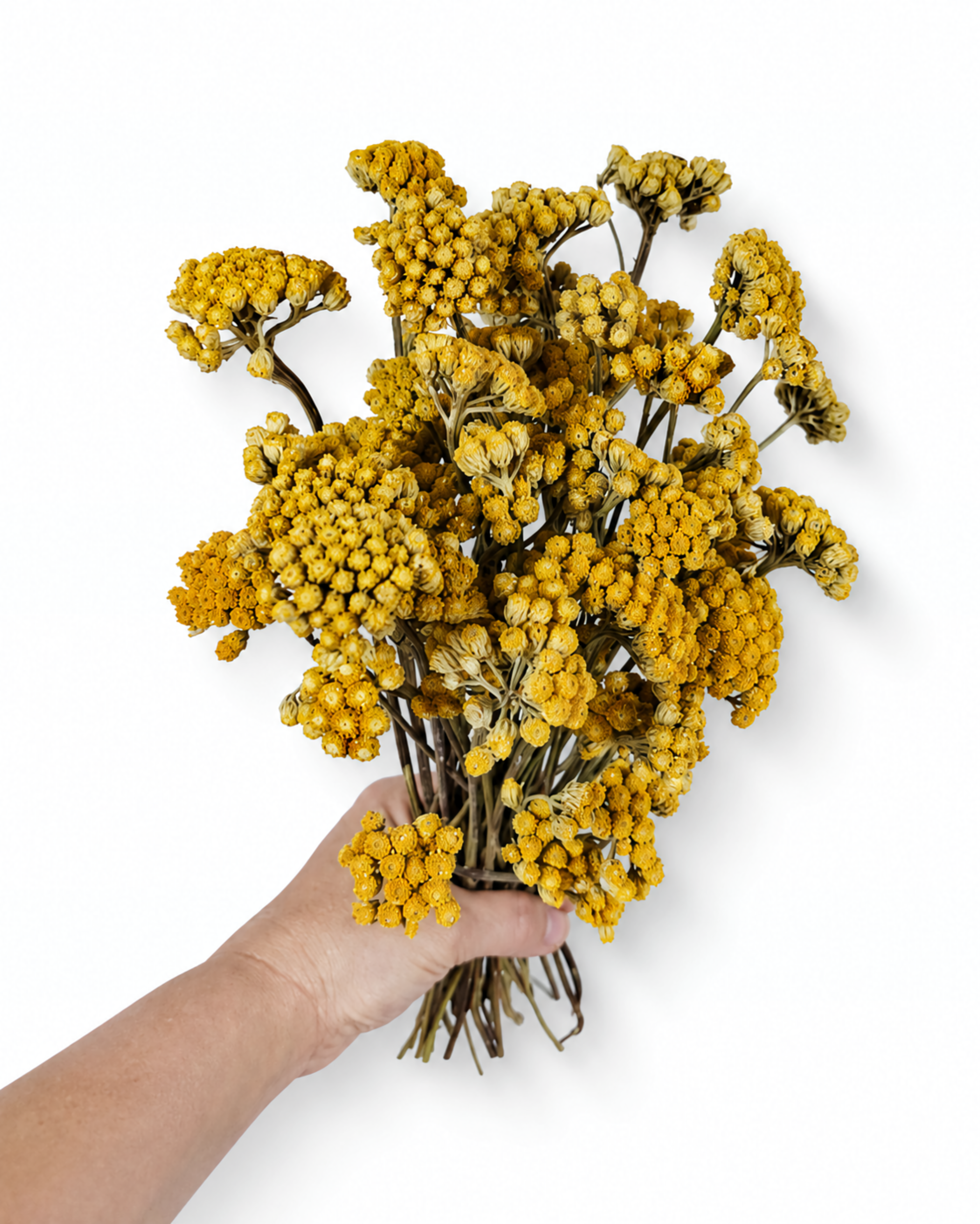 Yellow Lonas Inodora Flowers