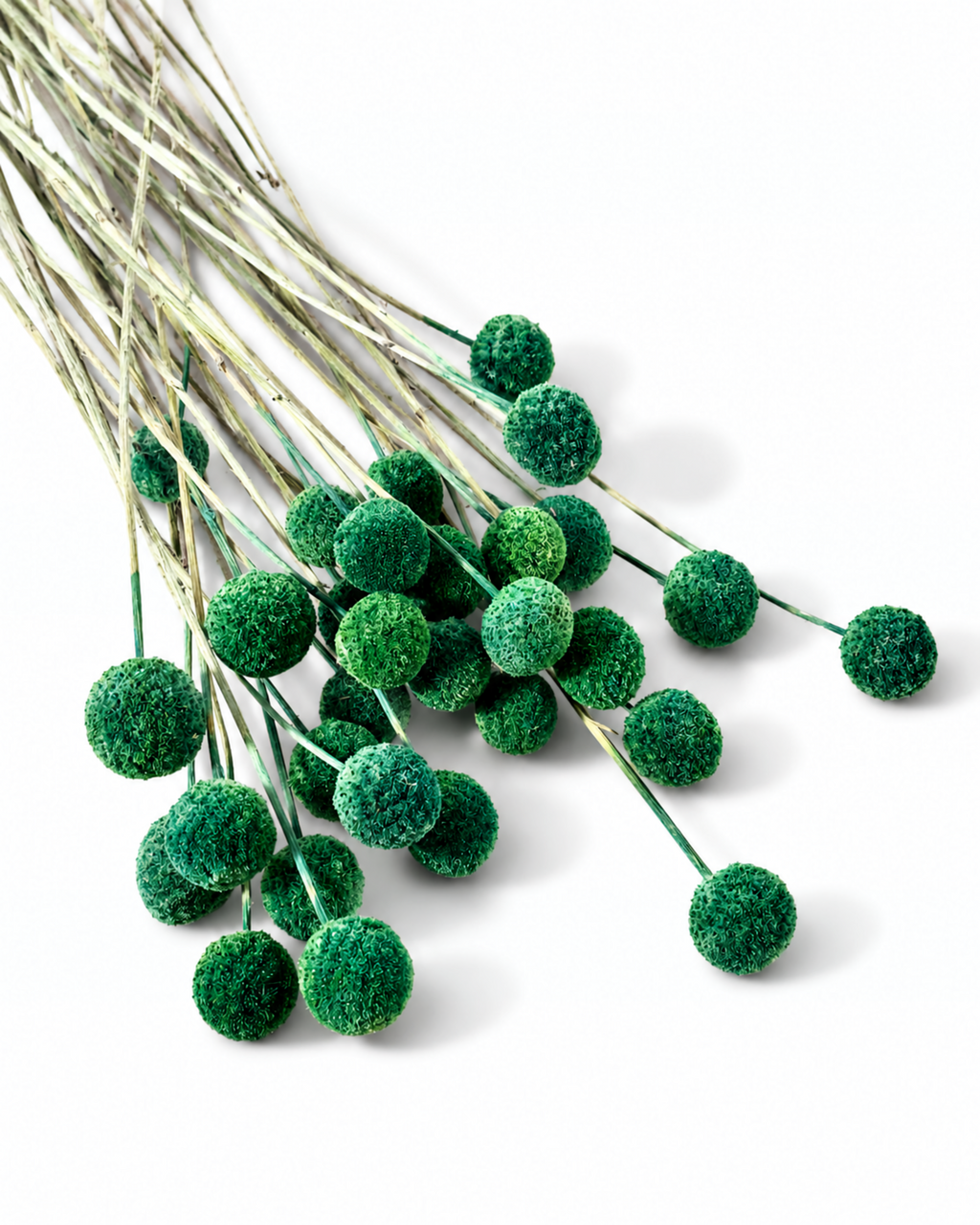 Dark Green Craspedia Stems