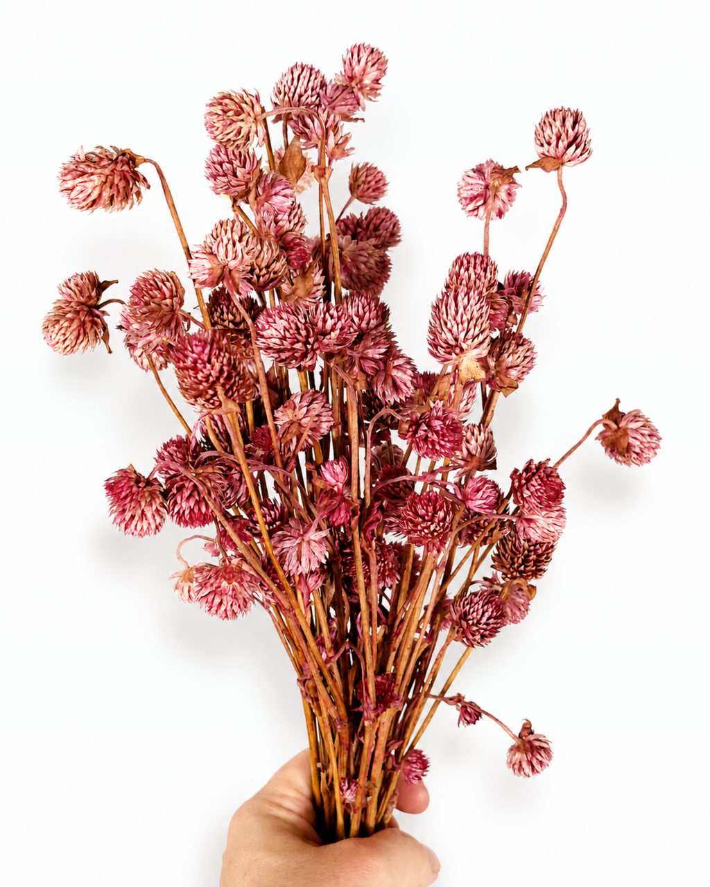 Uniform 50g bunch of dusty pink preserved globe amaranth flowers for home and event decor
