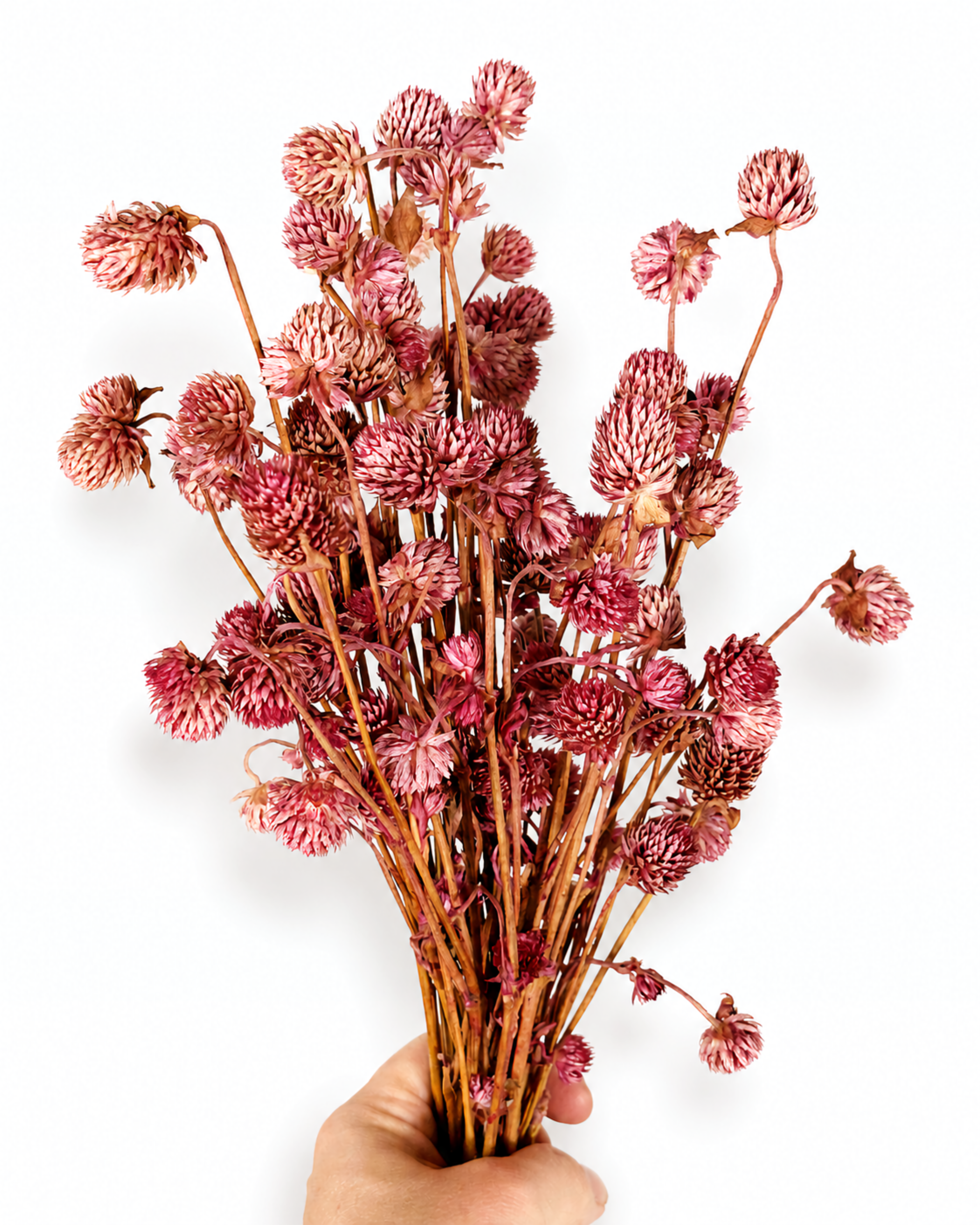 Uniform 50g bunch of dusty pink preserved globe amaranth flowers for home and event decor
