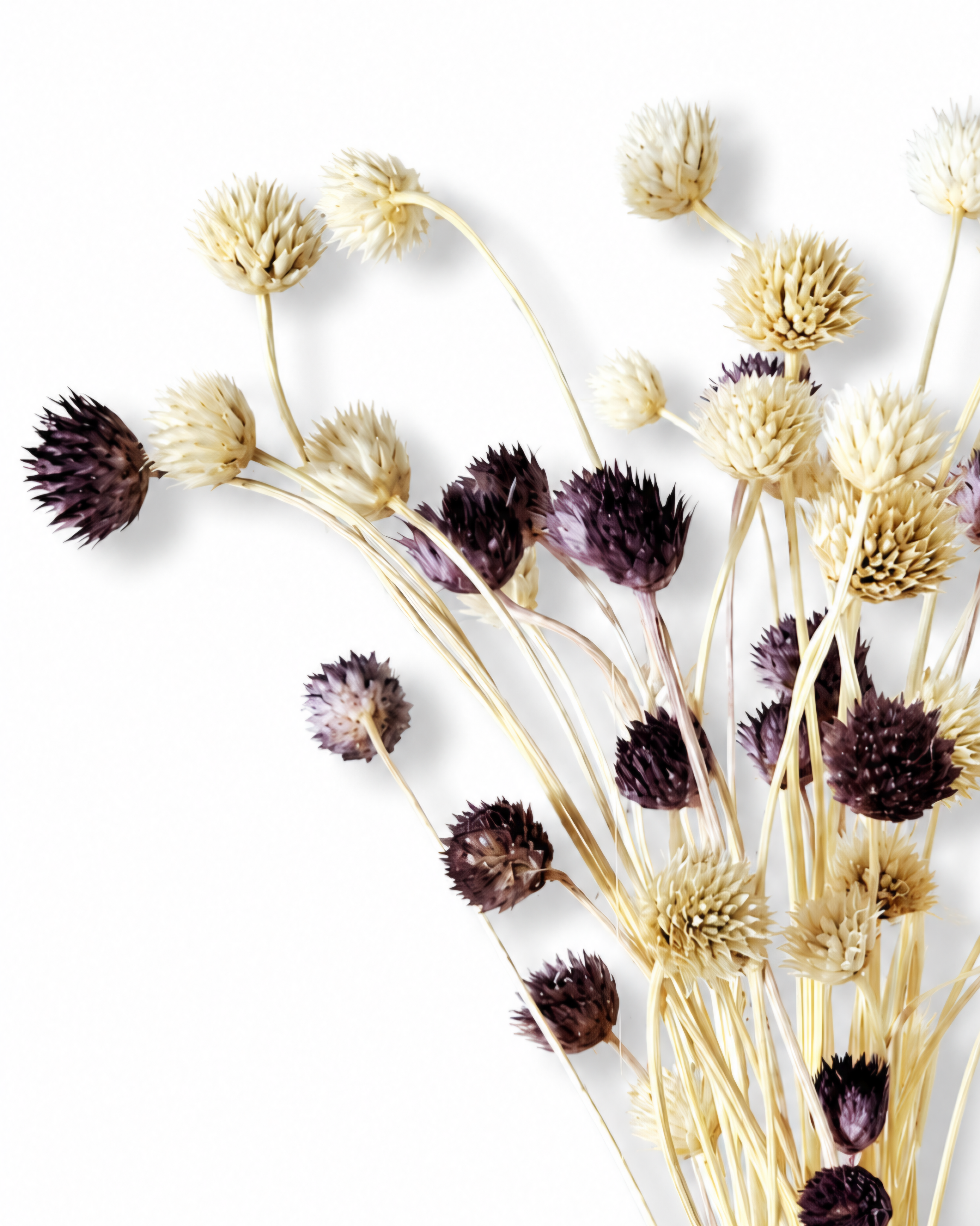 Dried Natural Purple & Cream Cephalaria Stems