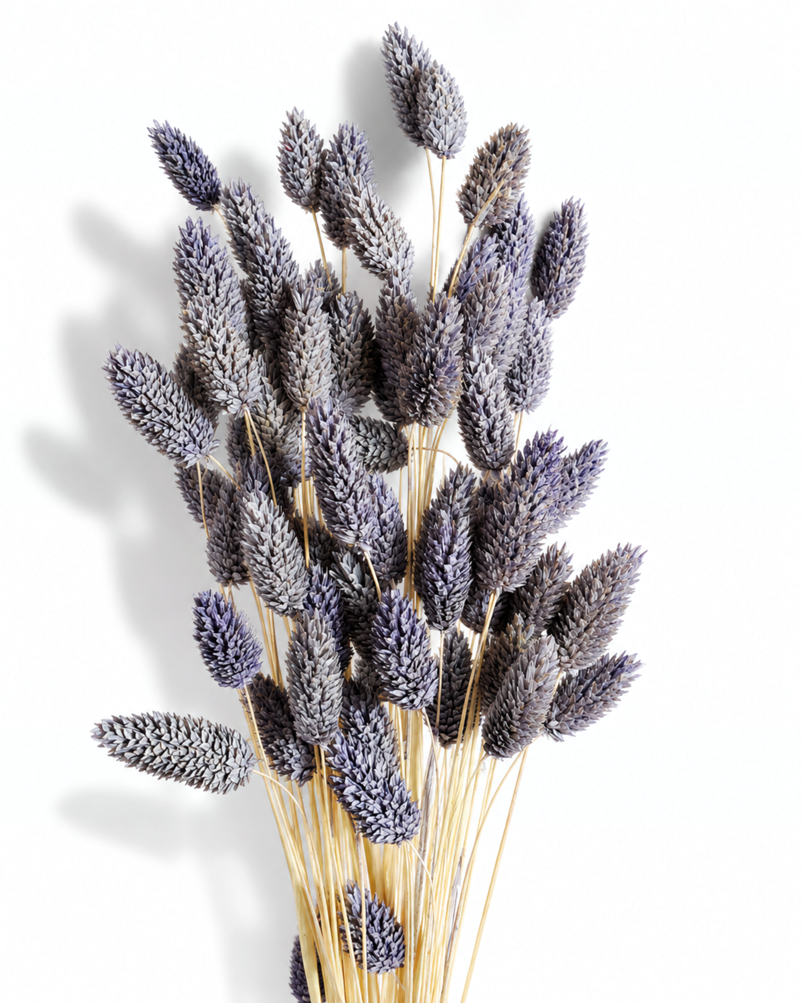 Close-up view of dusty purple dried Phalaris canary grass stems bound together against a white background.
