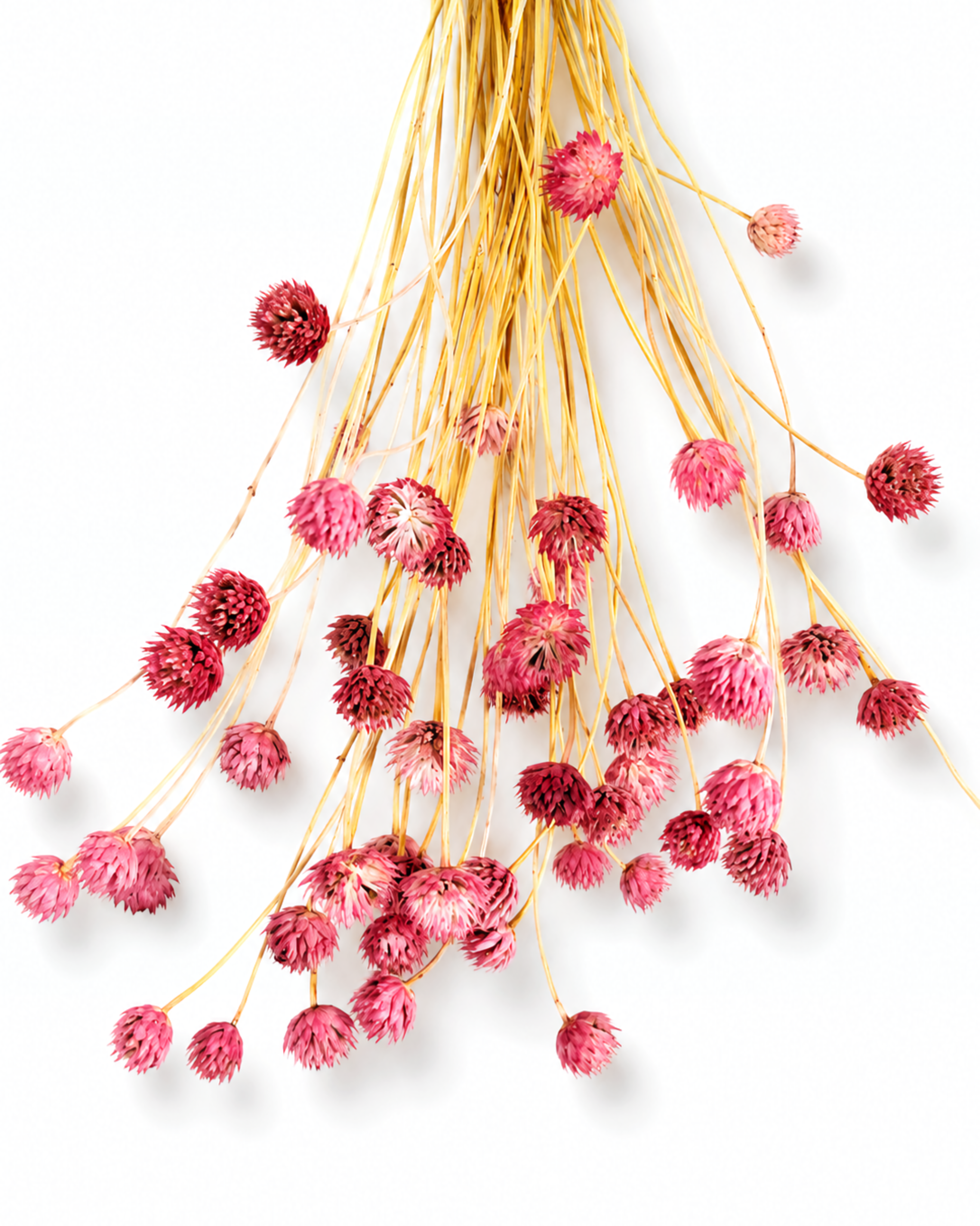 Dried Pink Cephalaria Stems - Pink Flower Heads