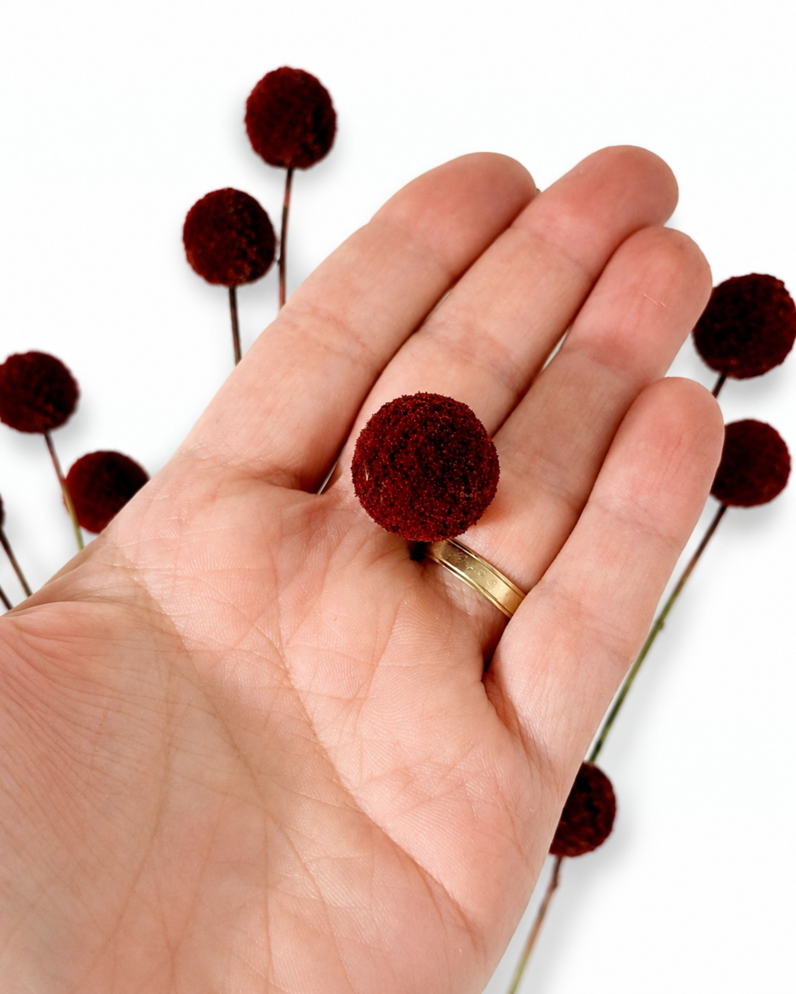 Hand holding a single dark burgundy dried Craspedia globosa bloom showing size and dense texture.
