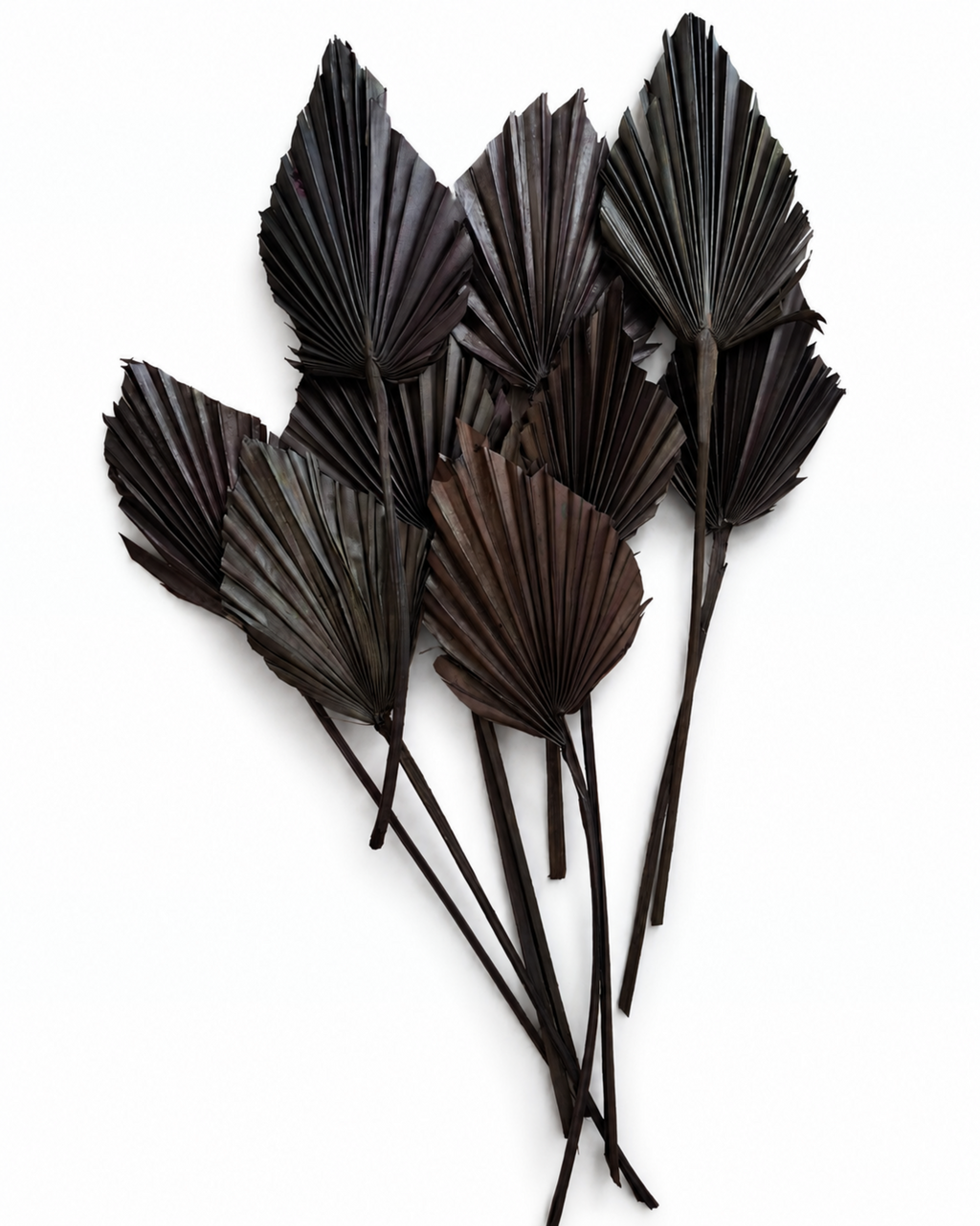 Naturally air-dried and matte black painted palm spear fronds, 5 pieces bundle, 30-50cm height for contemporary interior design.
