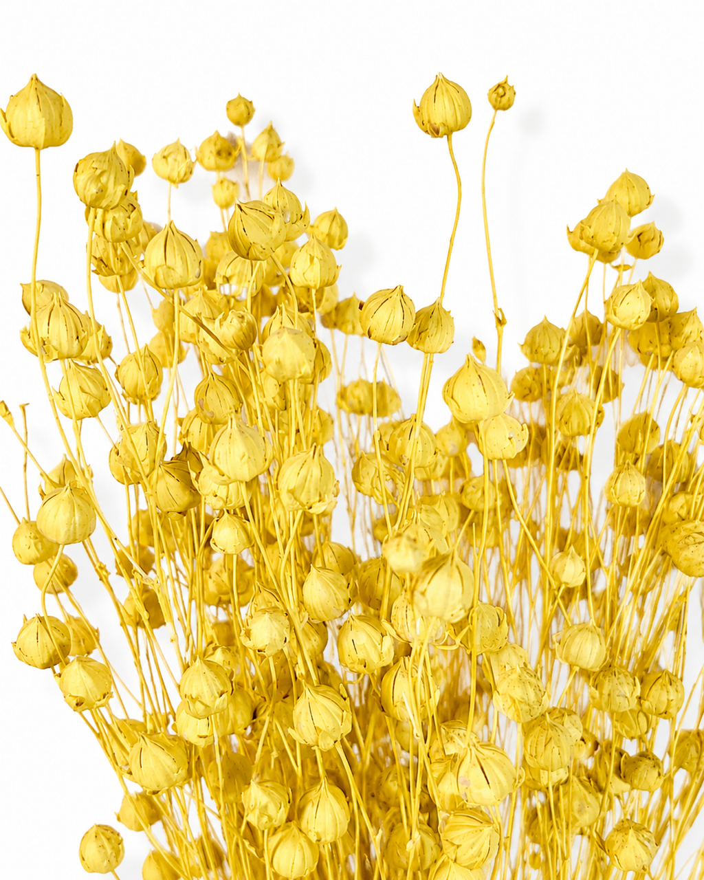 Yellow Dried Flax Stems