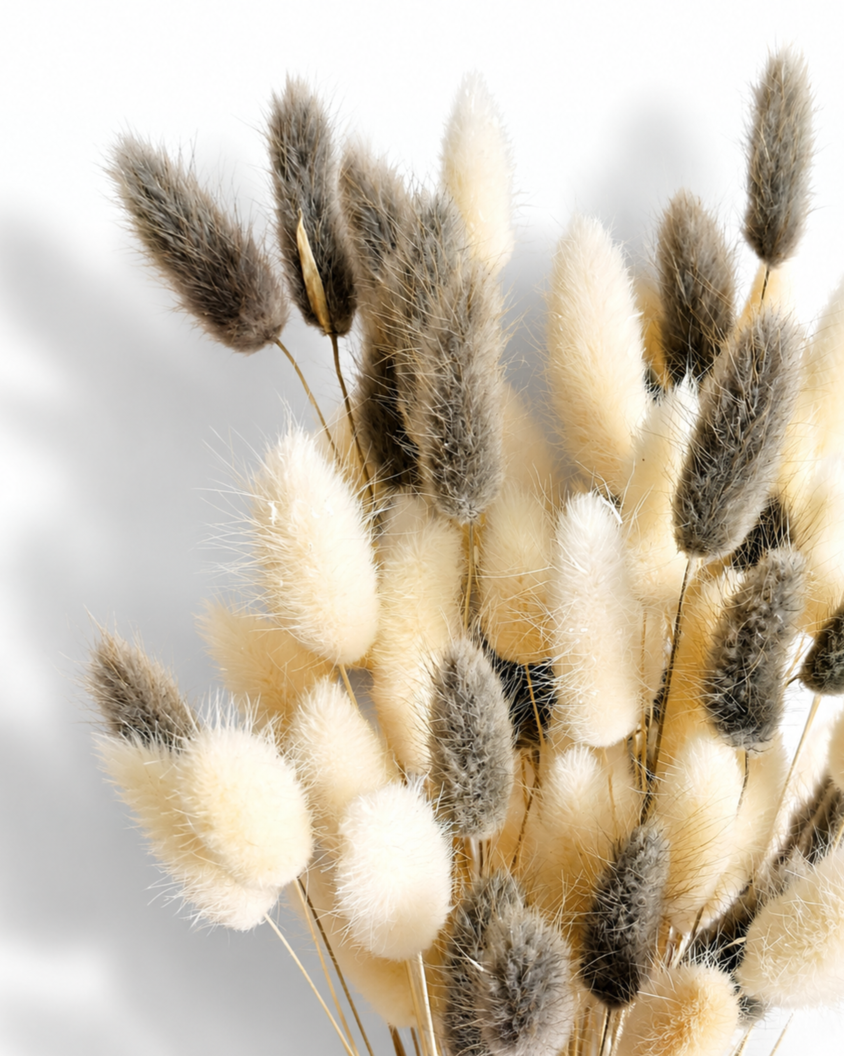 Macro shot showing the soft, fluffy texture of mixed bleached white and ash grey dried Lagurus grass.
