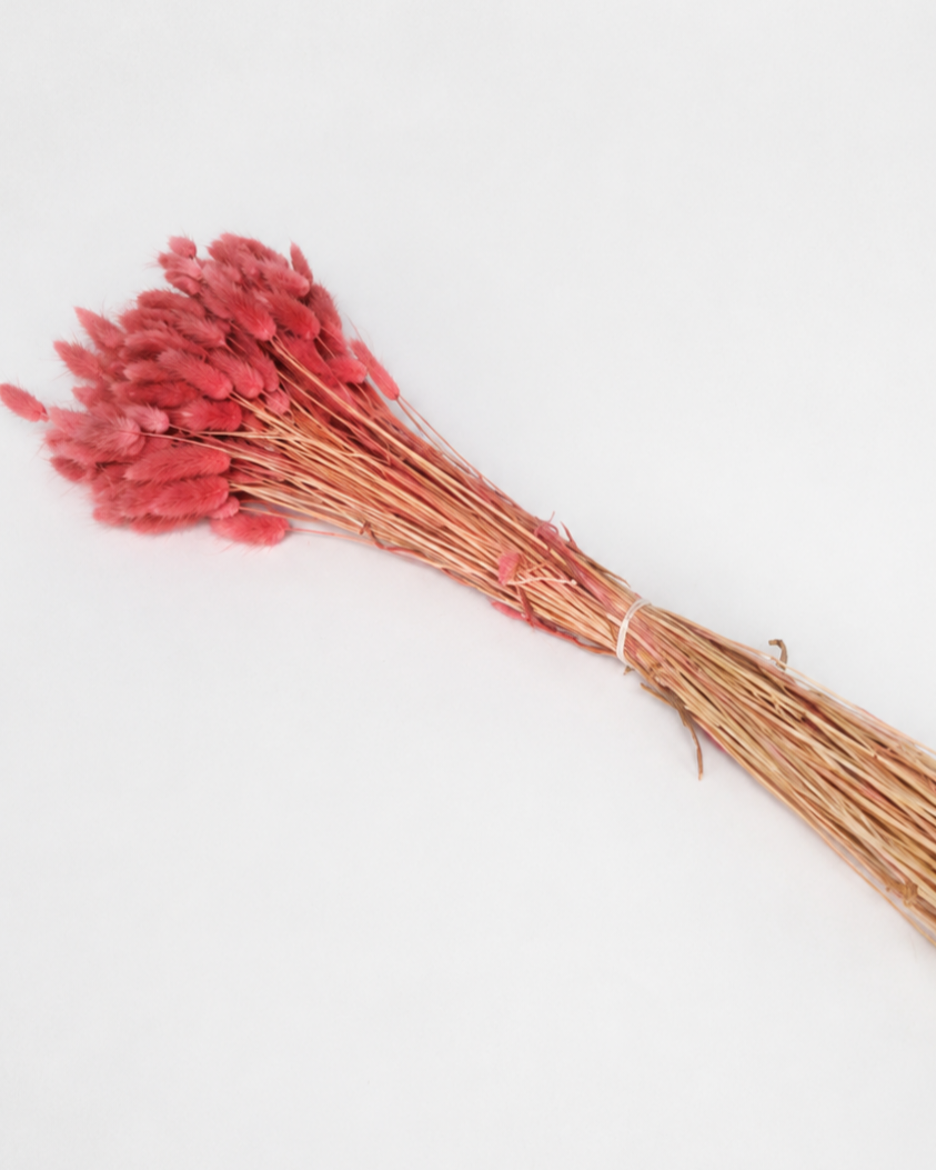 Cranberry
Bunny Tail Grass