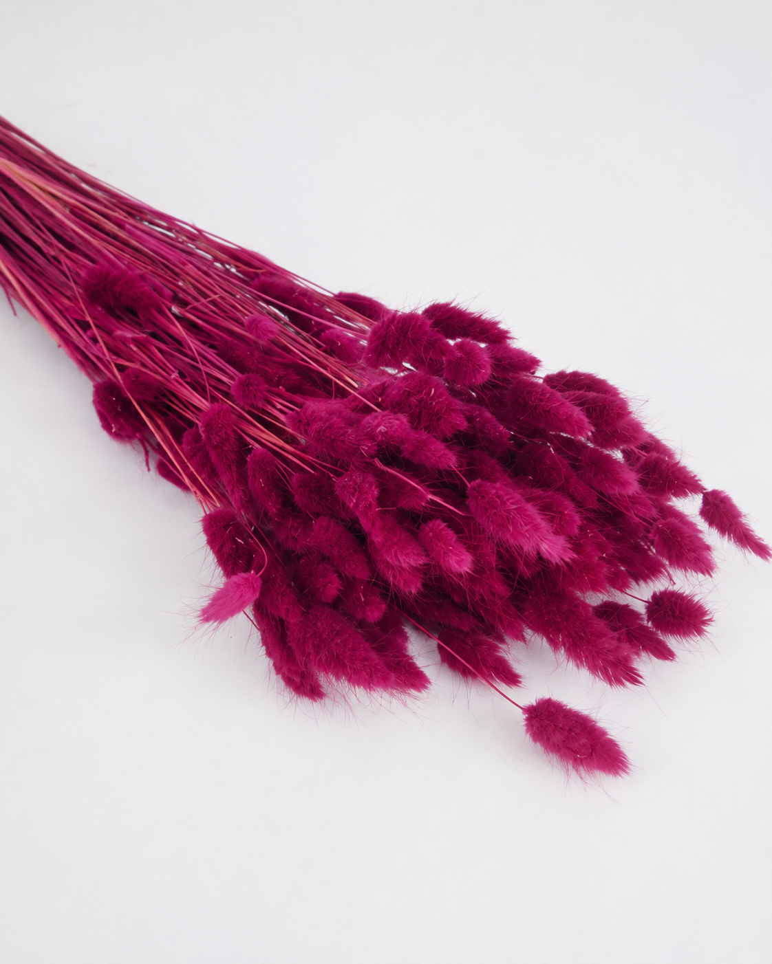 Crimson Bunny Tail Grass