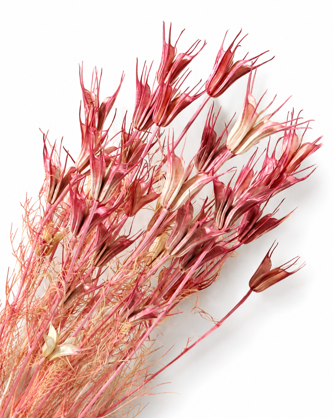 Coral Pink Nigella Stems