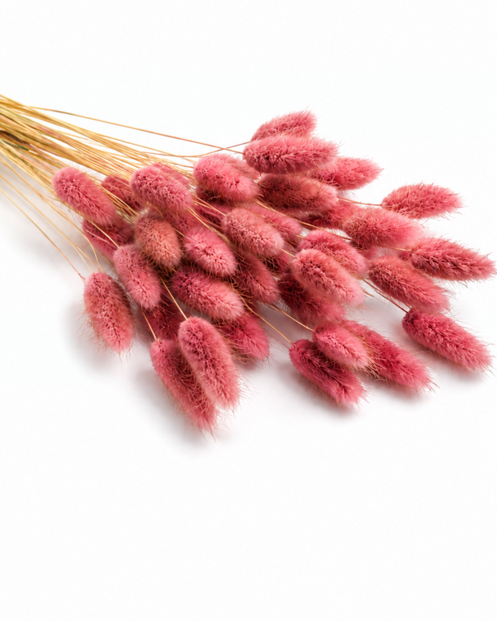 A bunch of 50 pink preserved lagurus stems on a white background, showcasing dusty rose bunny tails for scandi floral design.