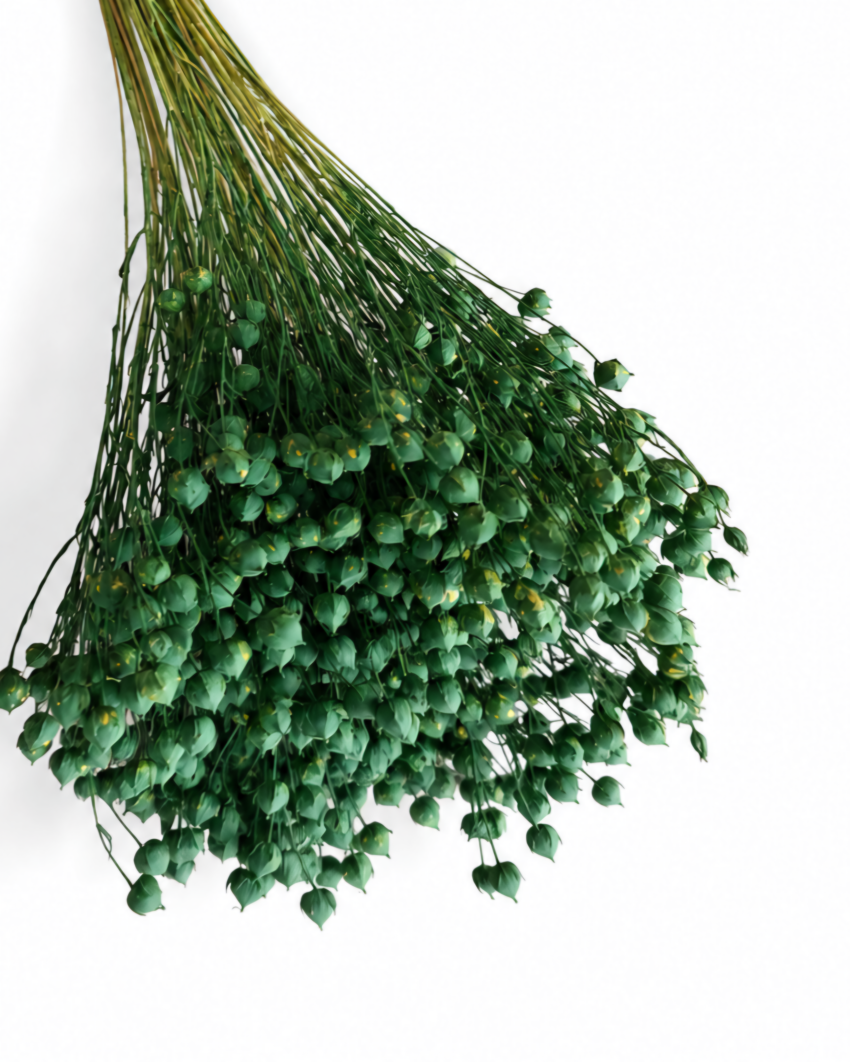 Soft and flexible stabilized green Linum flower stems with tiny round seed pods, 50g bundle for modern interior styling.
