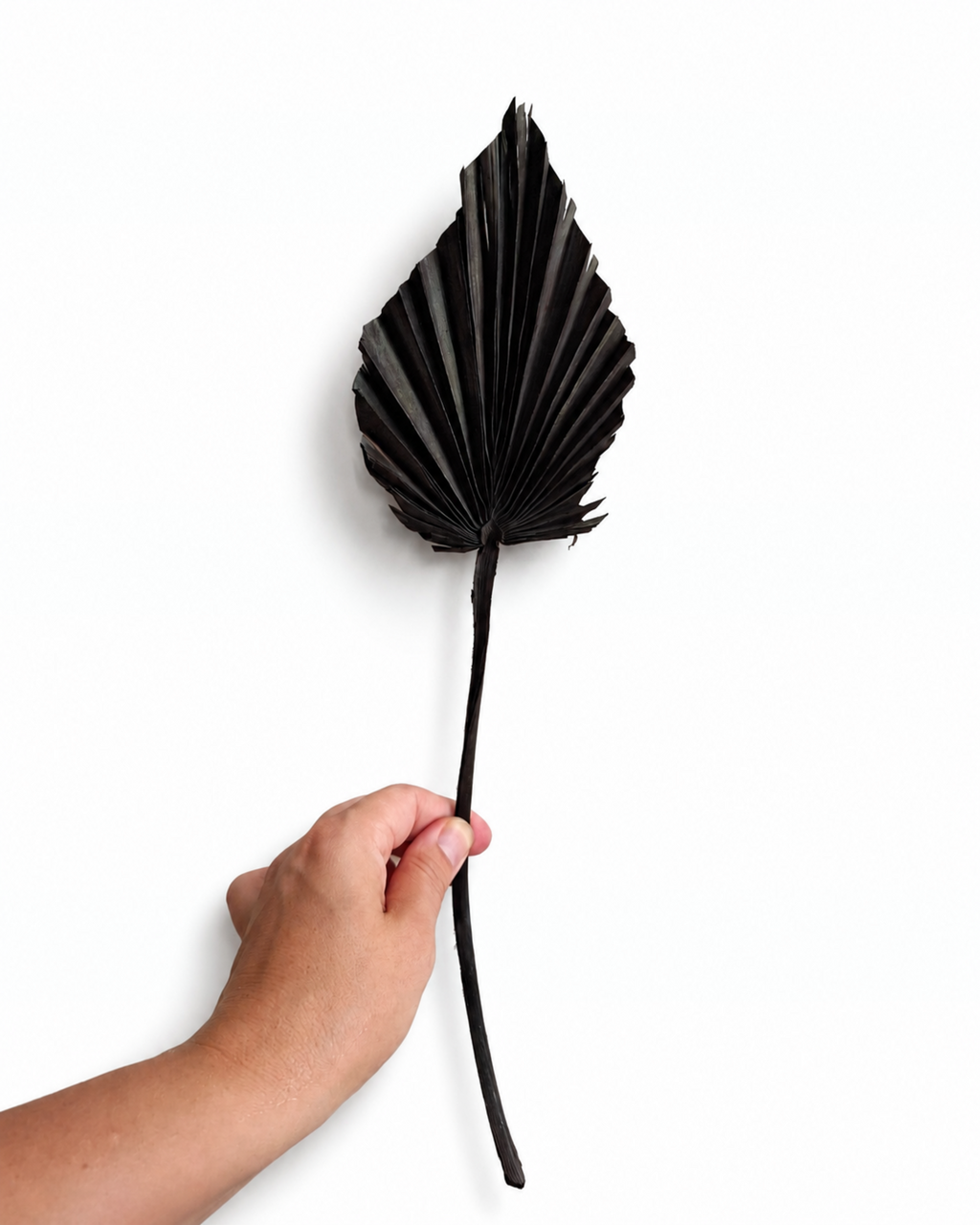 A close-up view of a hand holding a single small black dried palm spear leaf showing its detailed fan shape.
