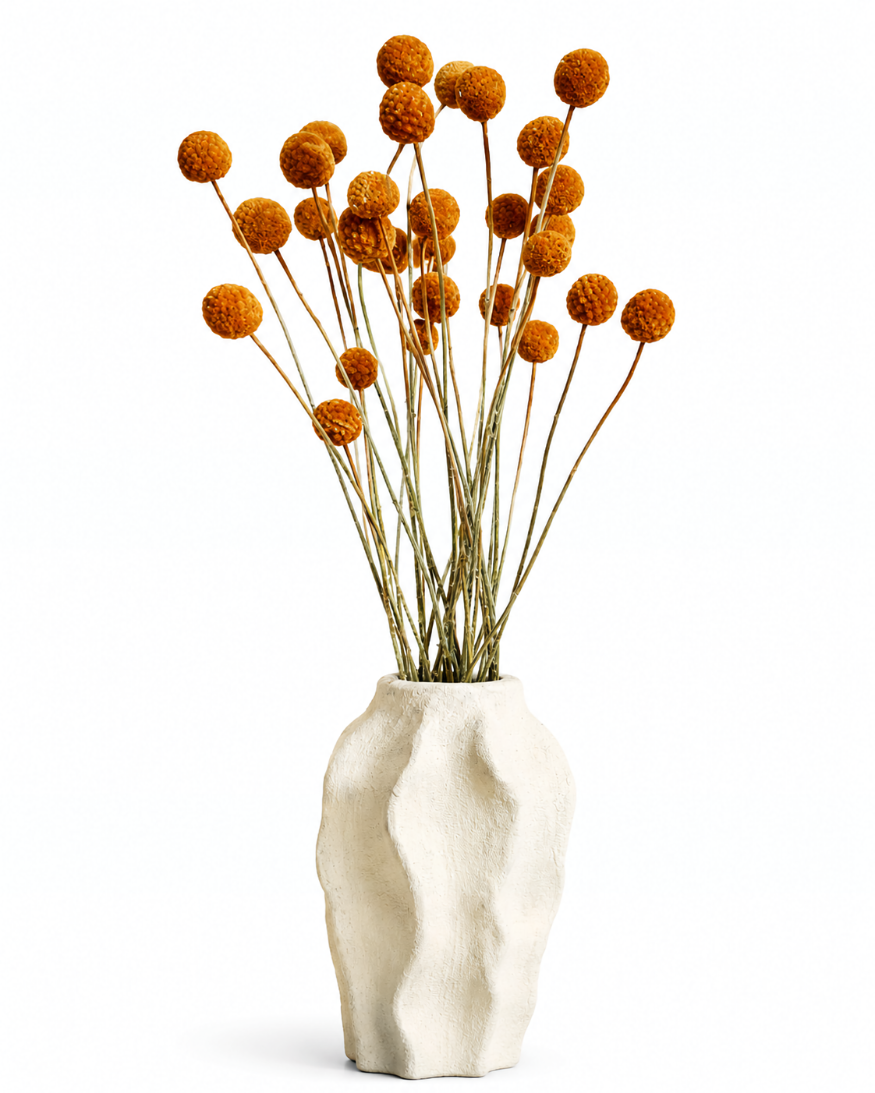 Arrangement of light brown dried Craspedia Billy Buttons styled in a white ceramic vase.
