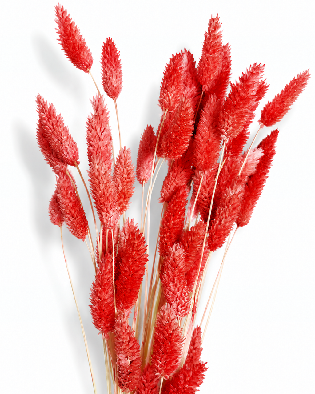 A bouquet of 50 preserved coral pink-red Phalaris grass stems standing upright, showing sturdy stems and dense seed heads on a white background.
